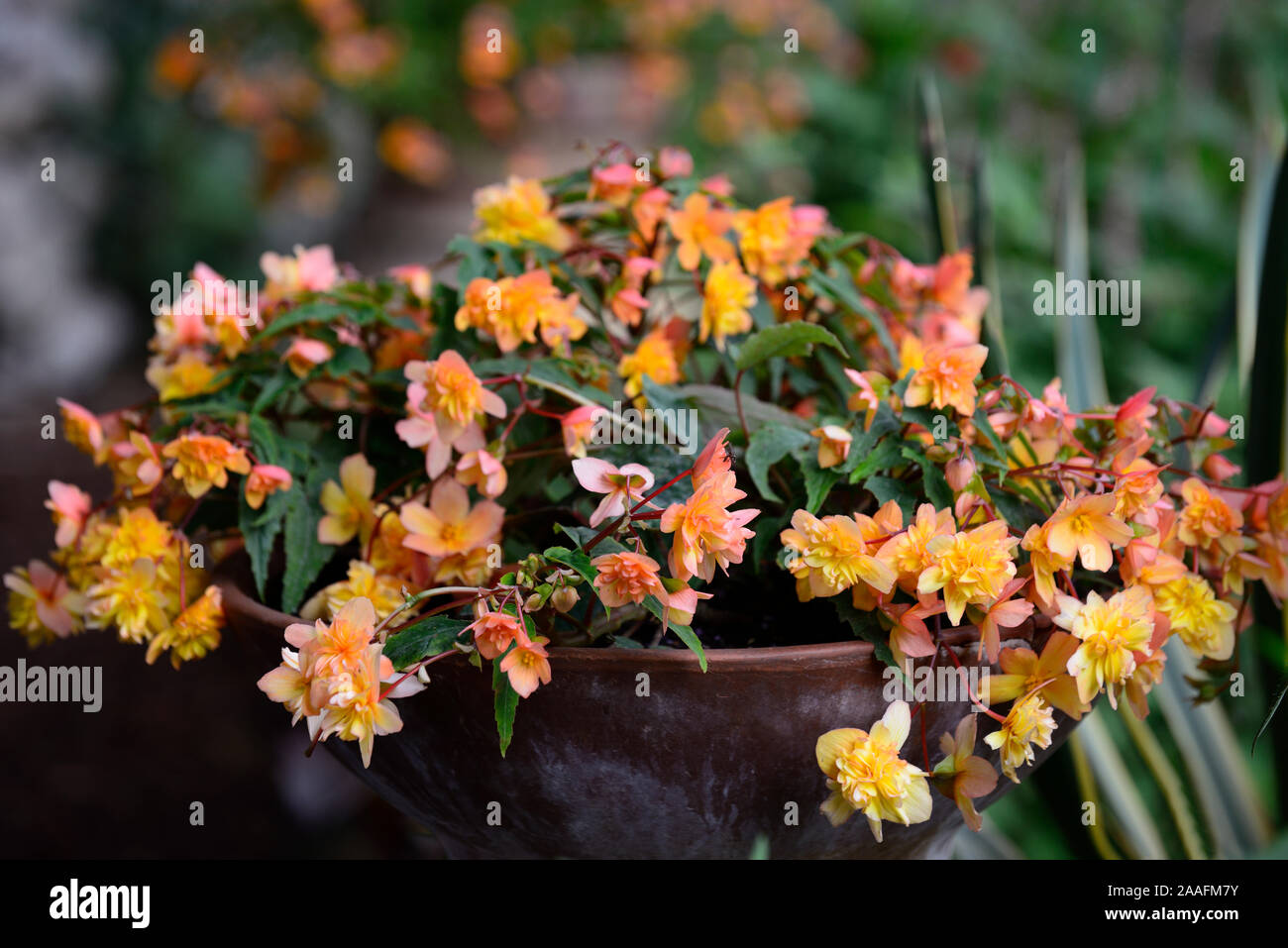 Begonia Hanging Basket Apricot,pot,container,pots,containers,display,displays,gardening,flower,flowers,display,displays,RM Floral Stock Photo