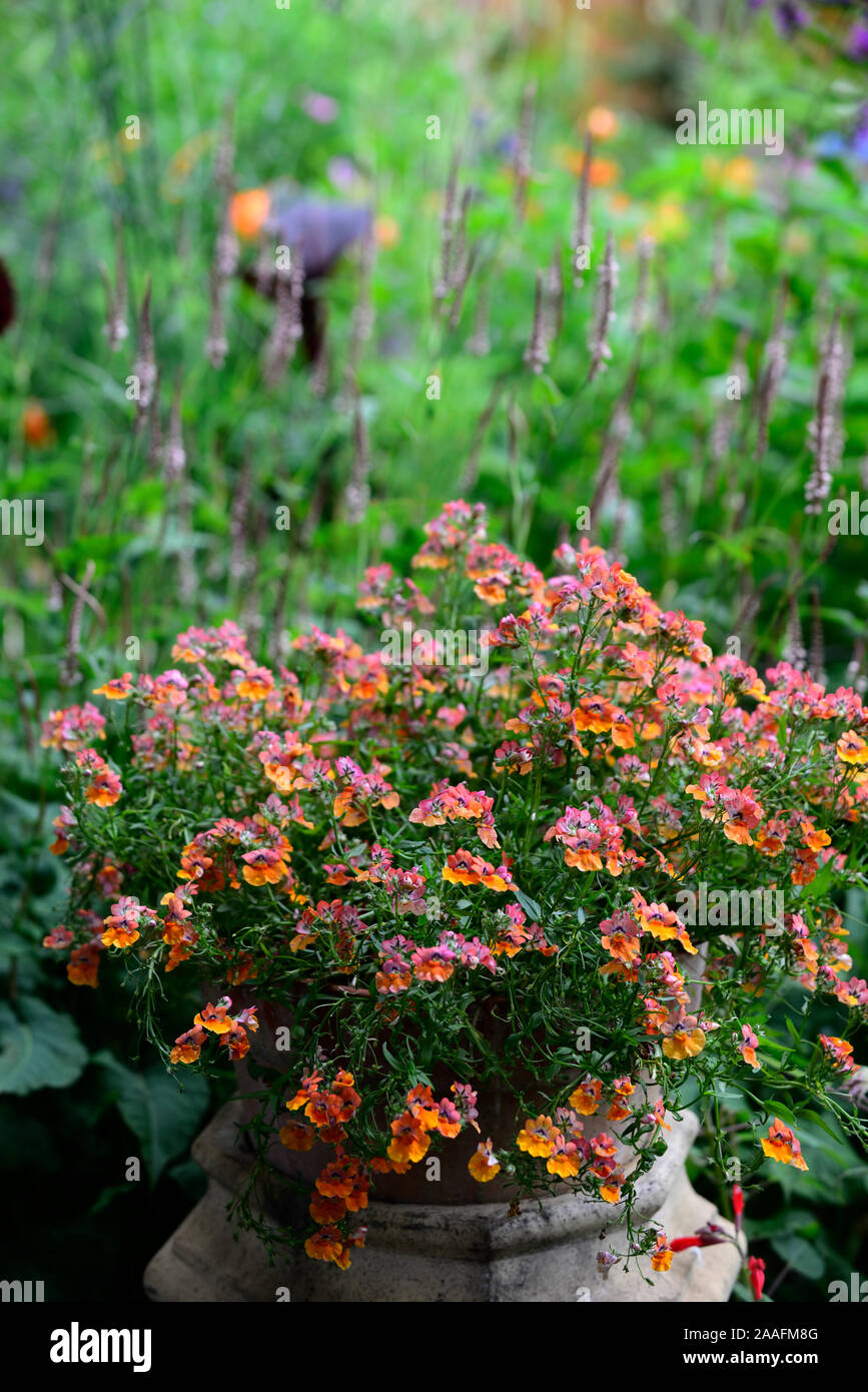 Diascia,twinspur,pot,container,pots,containers,display,displays,gardening,flower,flowers,display,displays,RM Floral Stock Photo