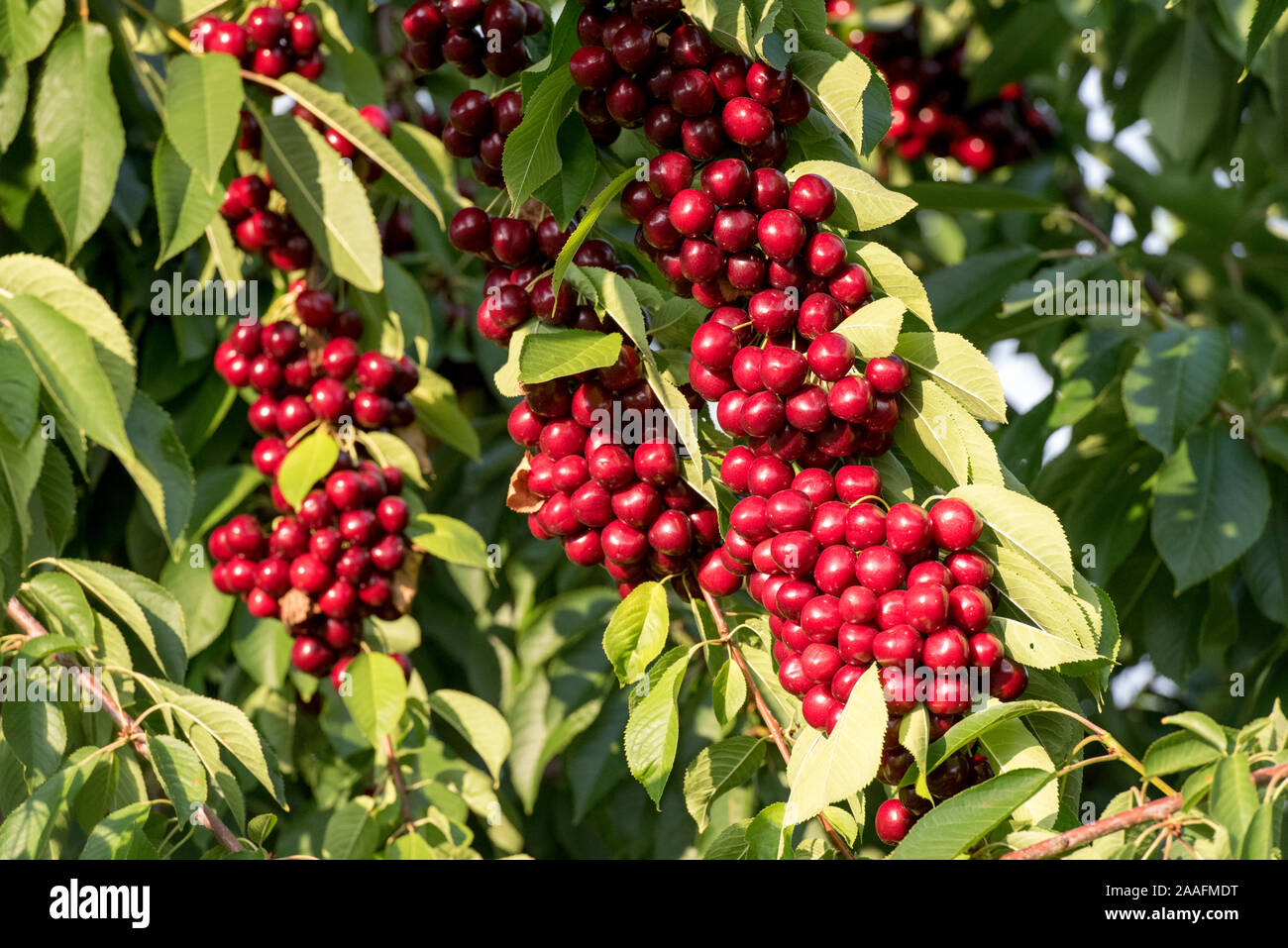 Creston Valley, British Columbia, Canada.  Clusters of ripe red cherries in an orchard. Stock Photo