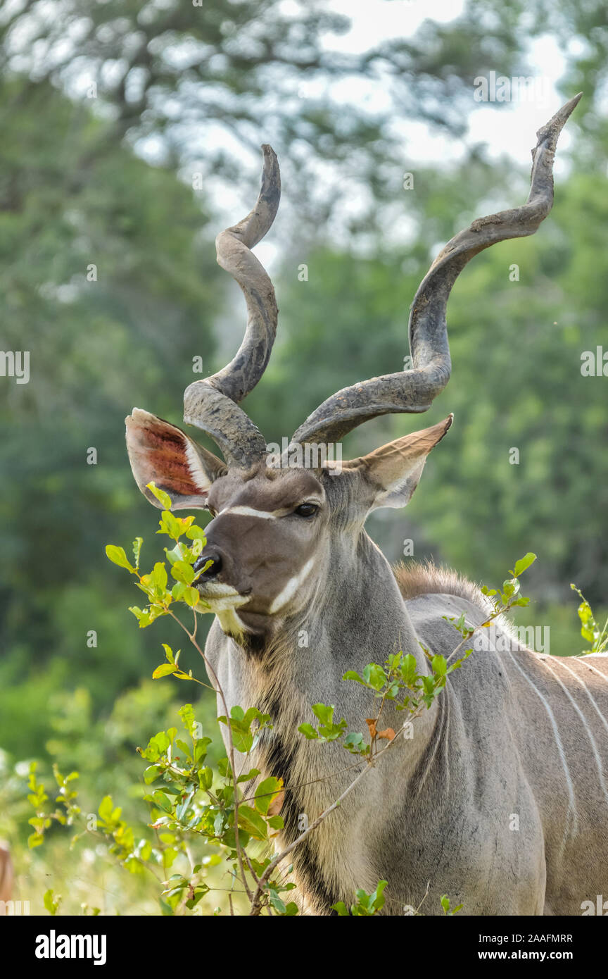 A large Kudu antelope with big horn in Kruger national park South Africa Stock Photo