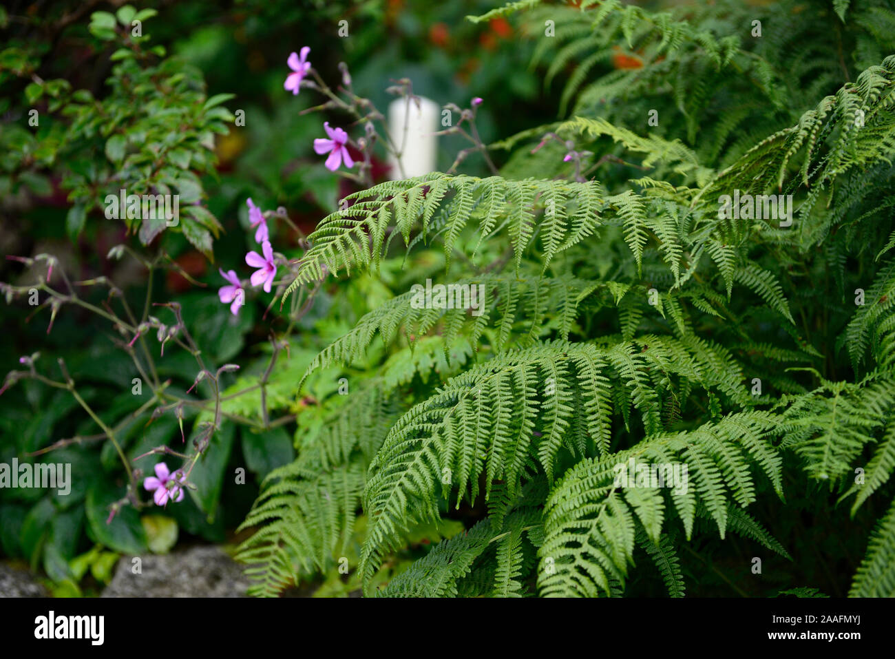 dryopteris,geranium palmatum,patio,shaded,shady,shade,area,feature,planting scheme,garden,gardens,RM Floral Stock Photo