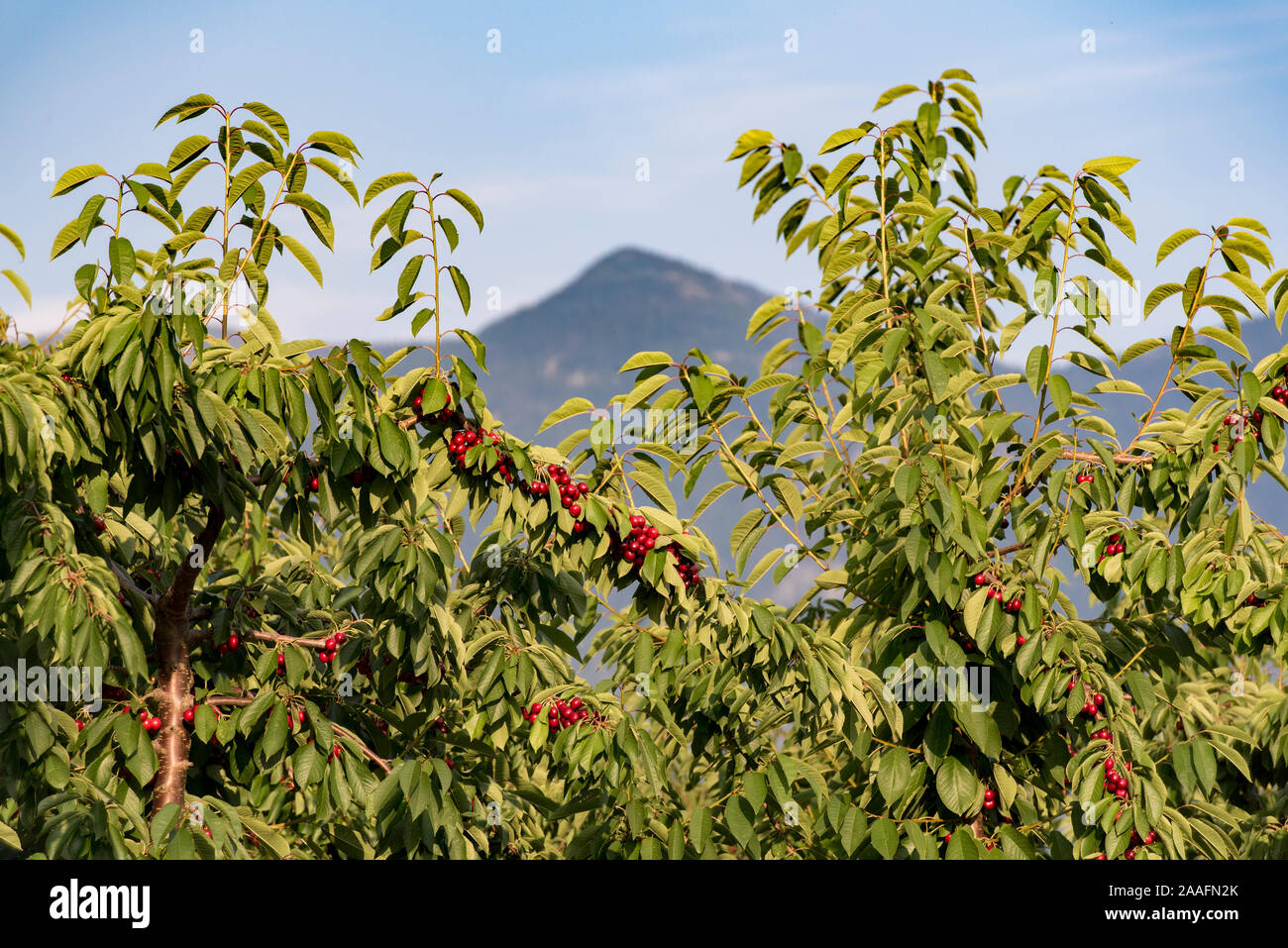 Creston Valley, British Columbia, Canada.  Tops of cherry trees in an orchard against a mountain backdrop. Stock Photo