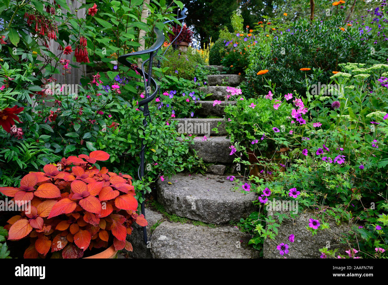 stone,granite steps, path,steep,terrace,Patthana garden,kiltegan,wicklow,mix,mixed,bed,border,display,containers,pots,exotic,tropical,garden,flowers,f Stock Photo