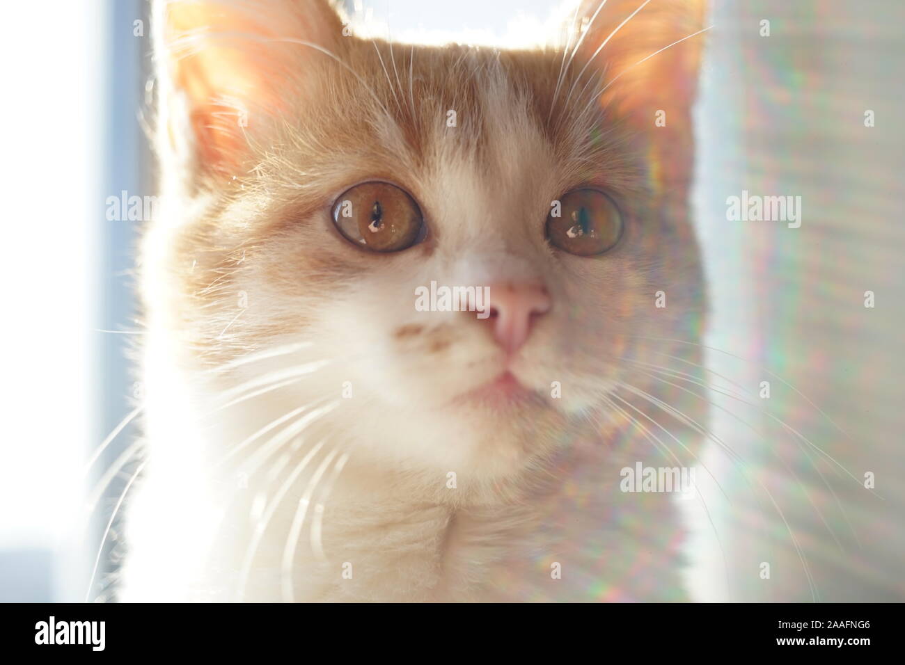 cute ginger white kitten, close up face. Stock Photo