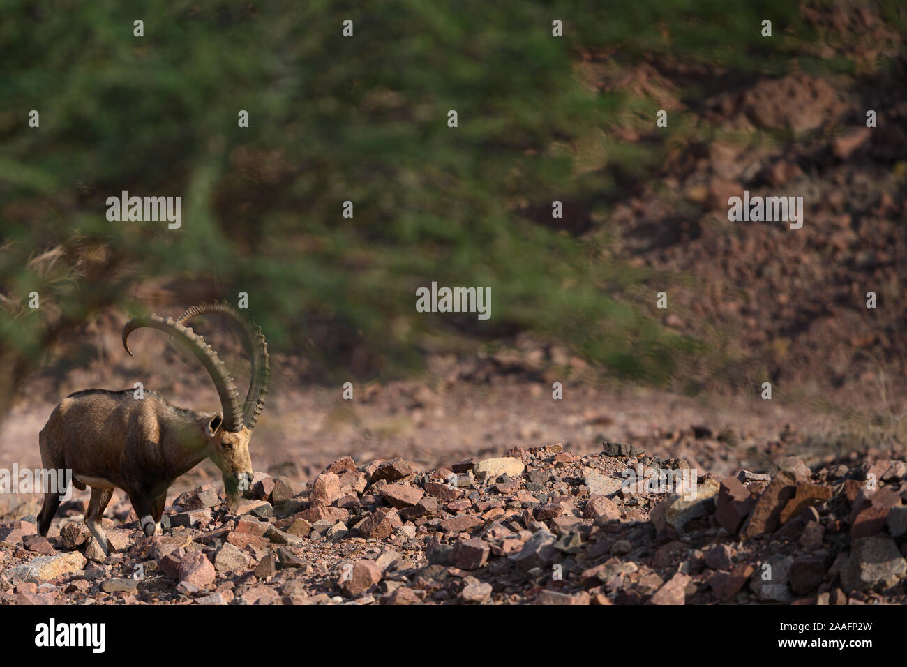 Nubian ibex goat in natural habitat spotted in beautiful Israel in it's wildlife area Stock Photo