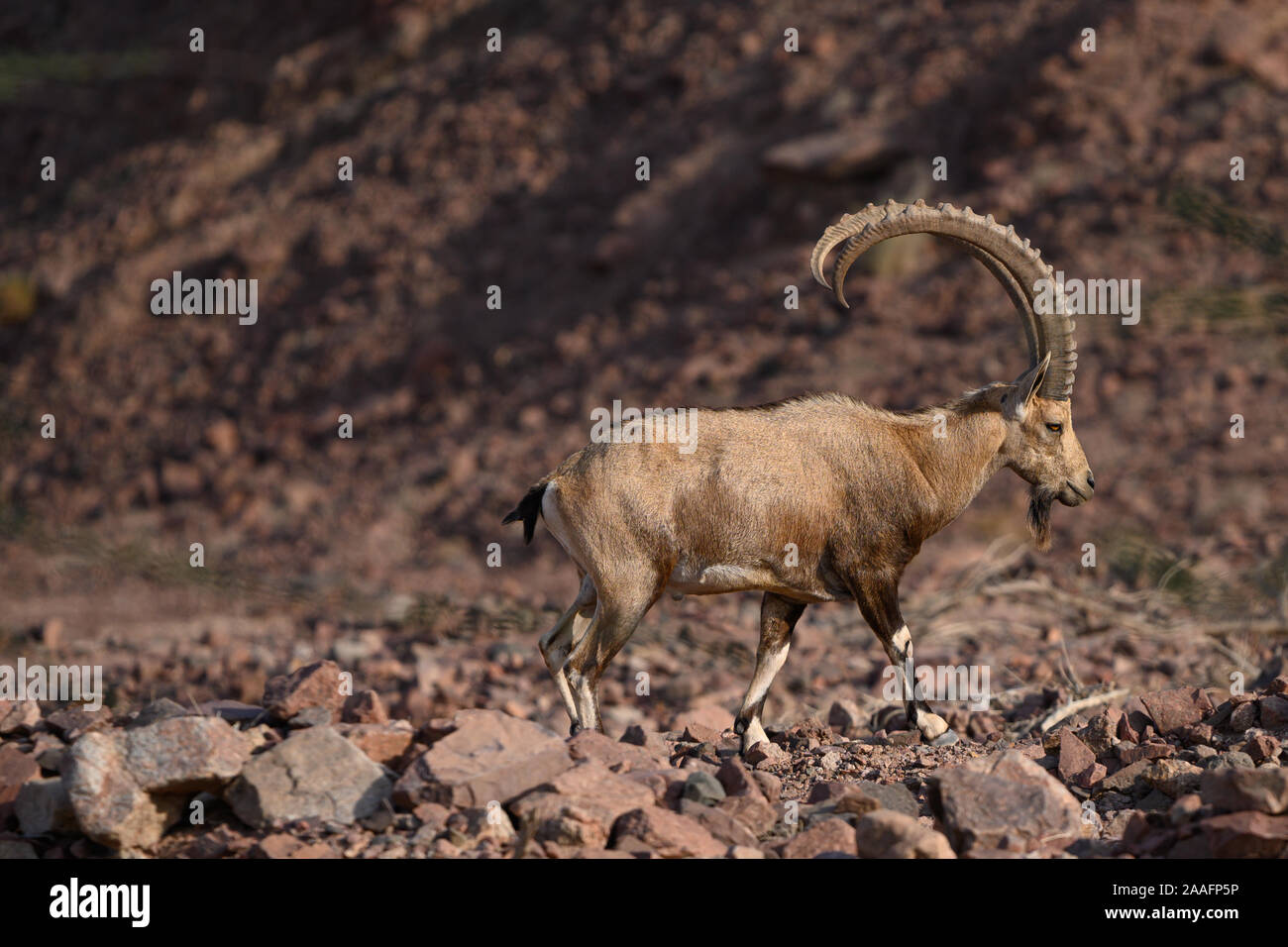 Nubian ibex capra beautiful goat mammal spotted outdoor in the arid wildlife area of Timna in Israel. Stock Photo