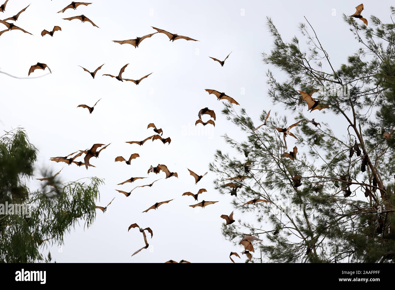 Little Red Flying Fox in flight Stock Photo - Alamy