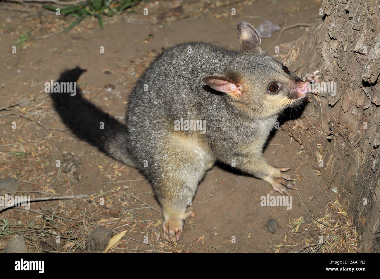 Common Brushtailed Possum about to climb tree Stock Photo Alamy