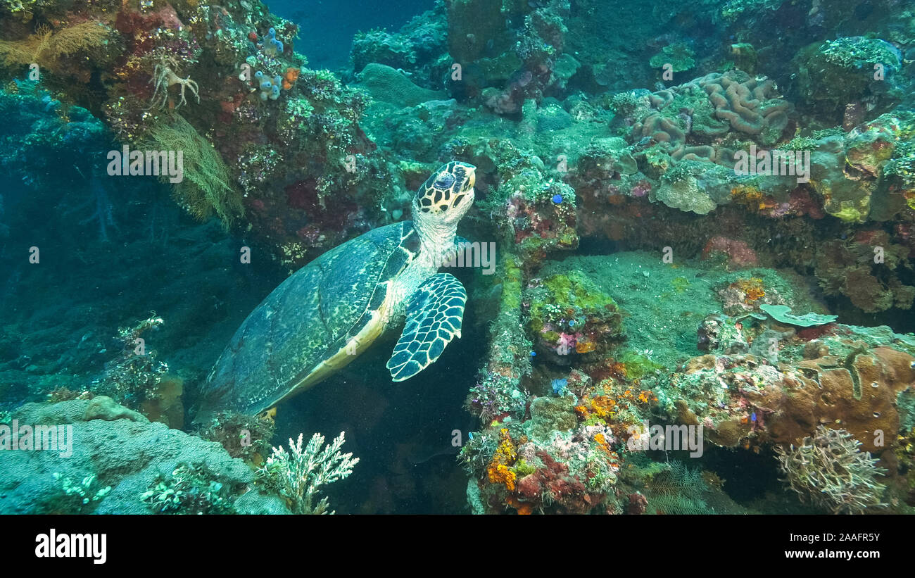 turtle stops feeding on the usat liberty wreck at tulamben, bali Stock Photo