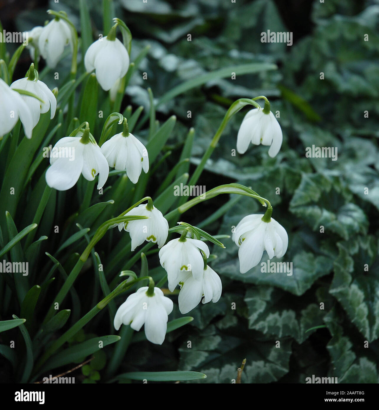 Galanthus nivalis 'Flore Pleno' is a bulbous perennial to 15cm, with narrow, grey-green leaves and solitary, nodding, fragrant, double white flowers 2 Stock Photo