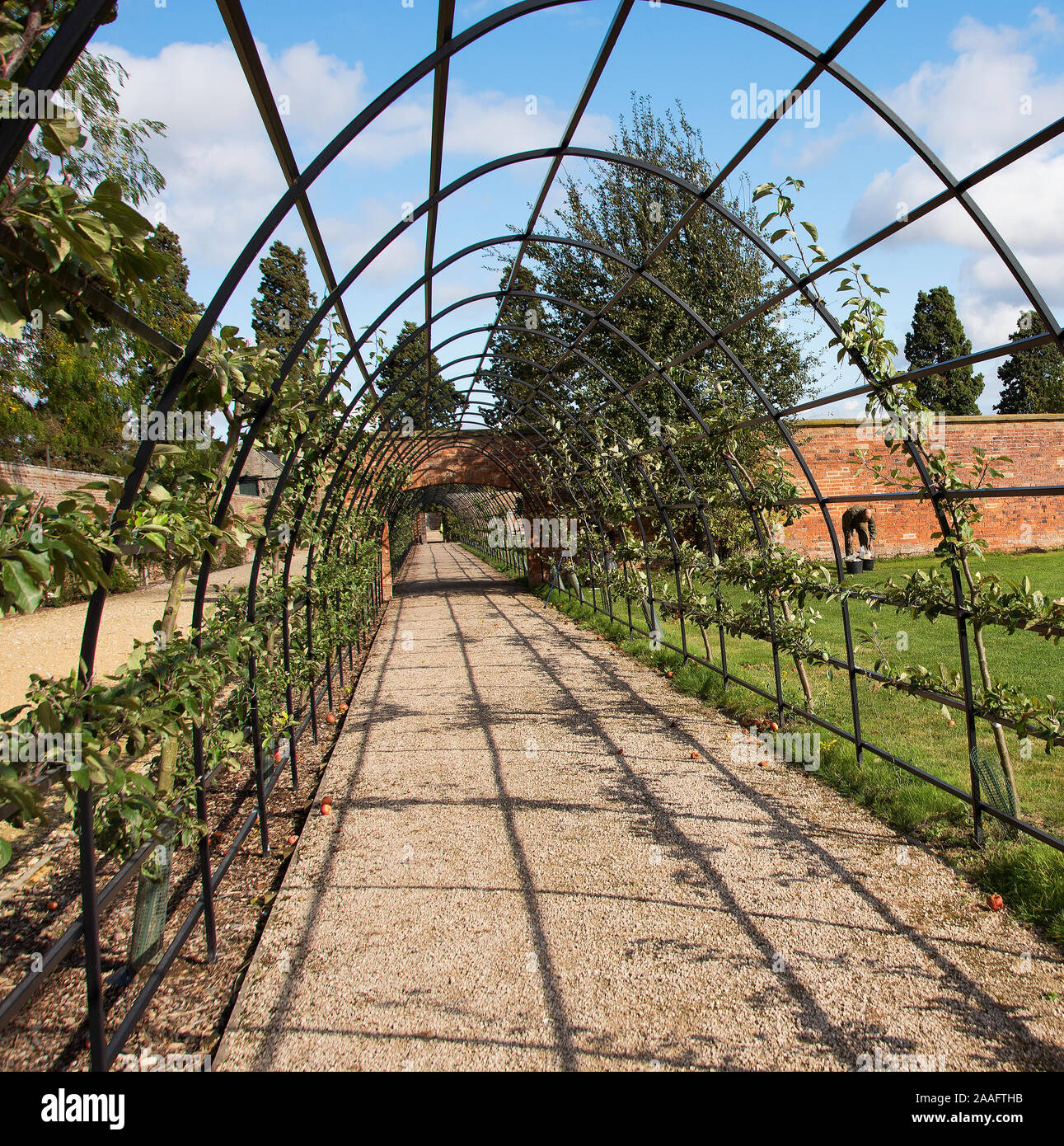 The restored walled gardens in Burghhley begin to bear fruit once more Stock Photo