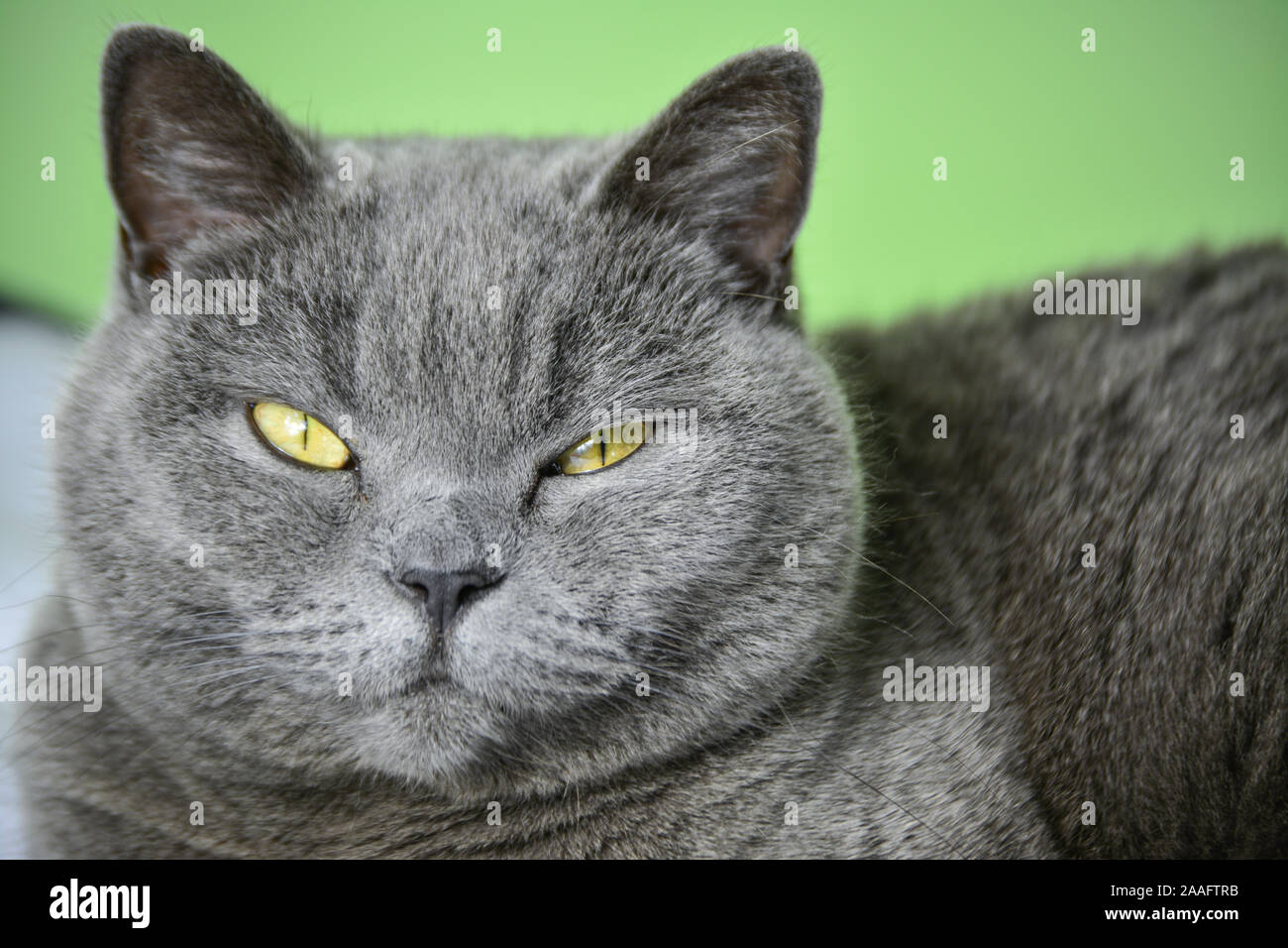 my beautiful British blue cat Stock Photo Alamy