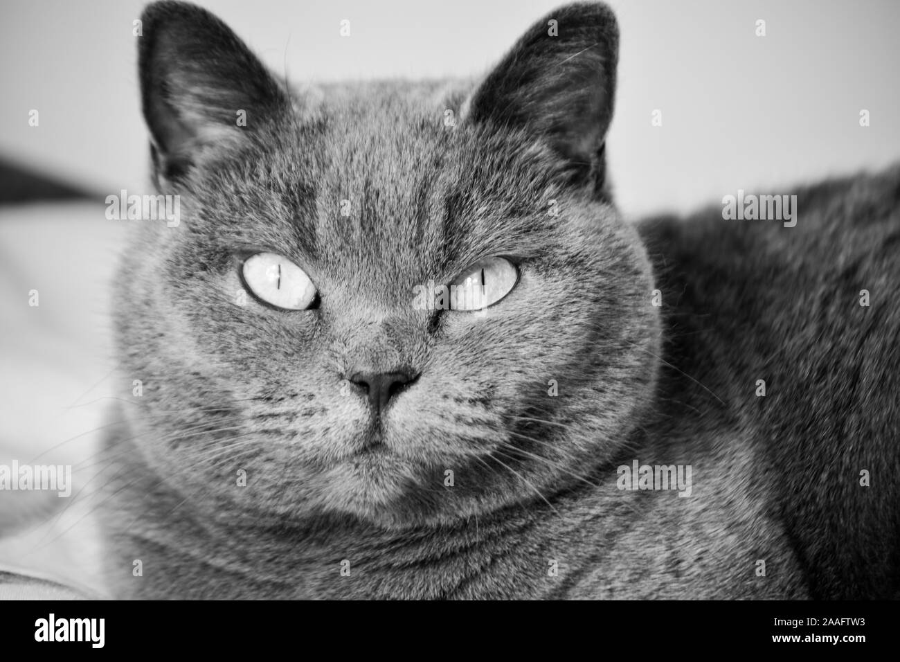 my beautiful British blue cat Stock Photo Alamy