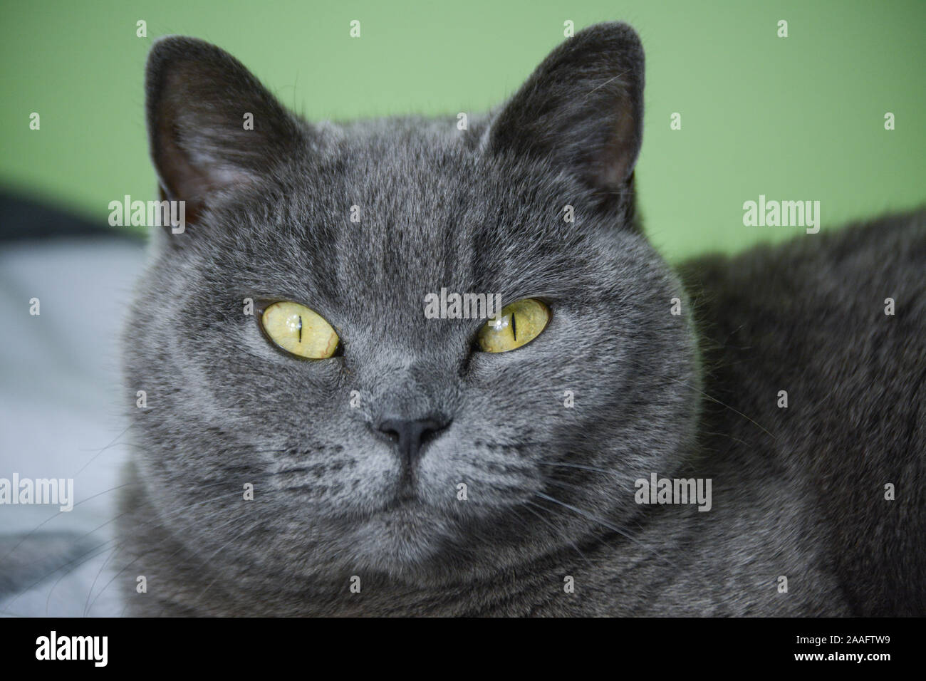 my beautiful British blue cat Stock Photo Alamy