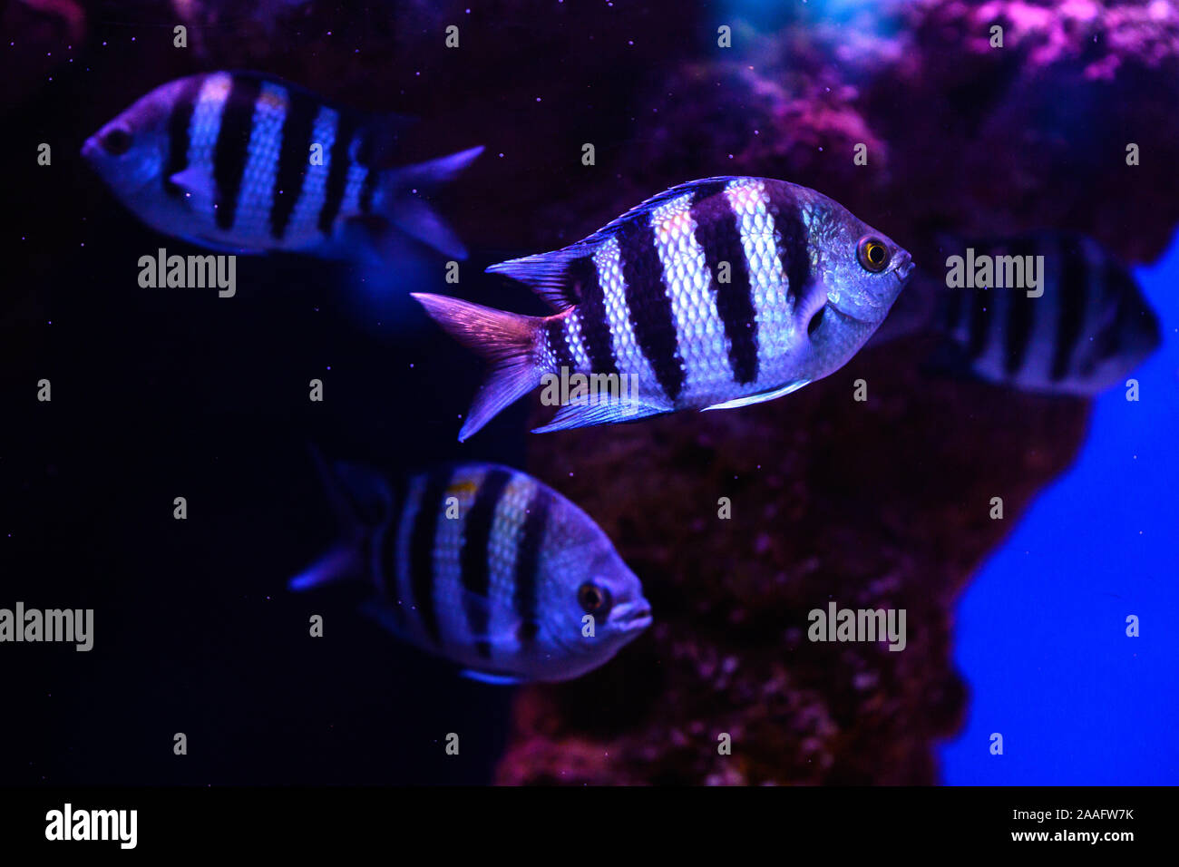 Beautiful exotic fishes swimming in the Red Sea of Eilat in Israel Stock Photo