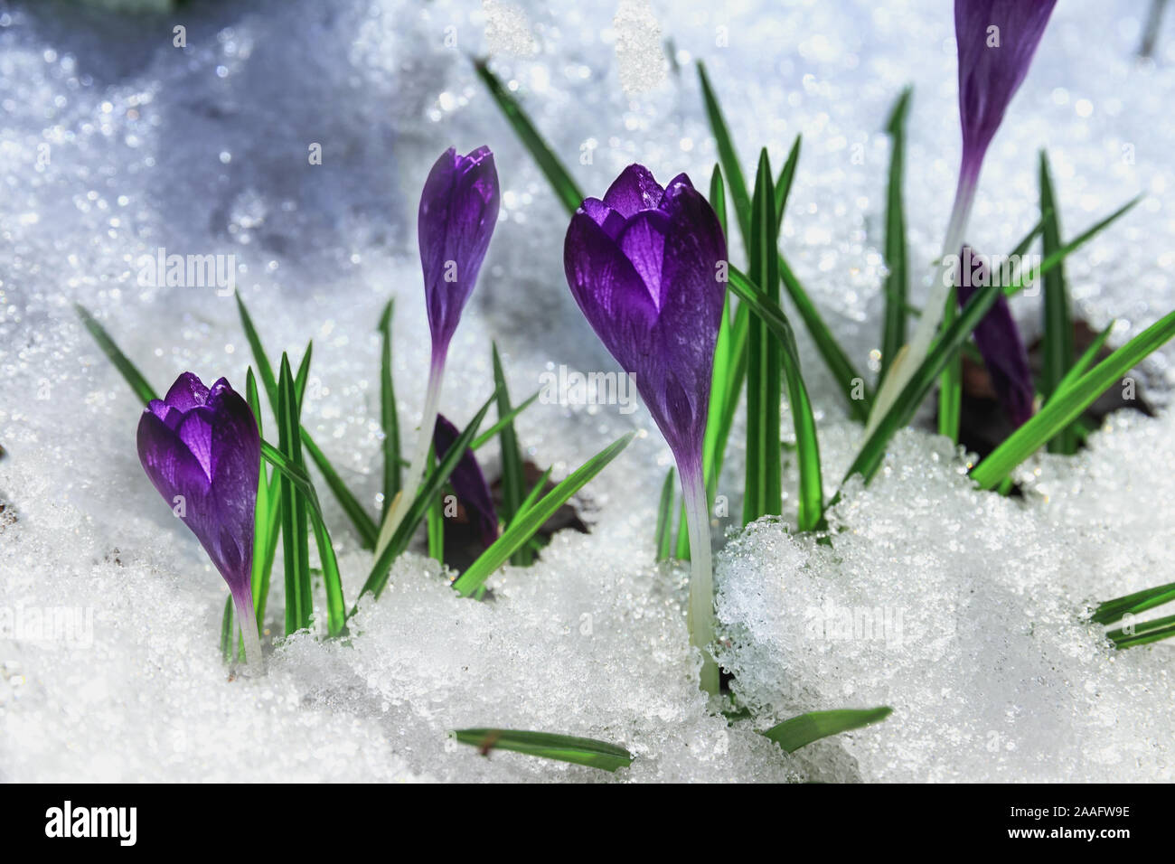 Spring violet, lilac crocus flowers in the snow. The revival of new life  the first flowers in the spring grow out of the snow. the snow is melting  in Stock Photo -, image size:1300x956