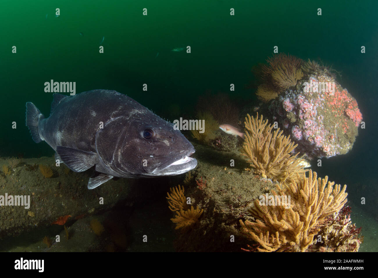Stereolepis gigas, Giant Sea Bass, California Wreckfish Stock Photo
