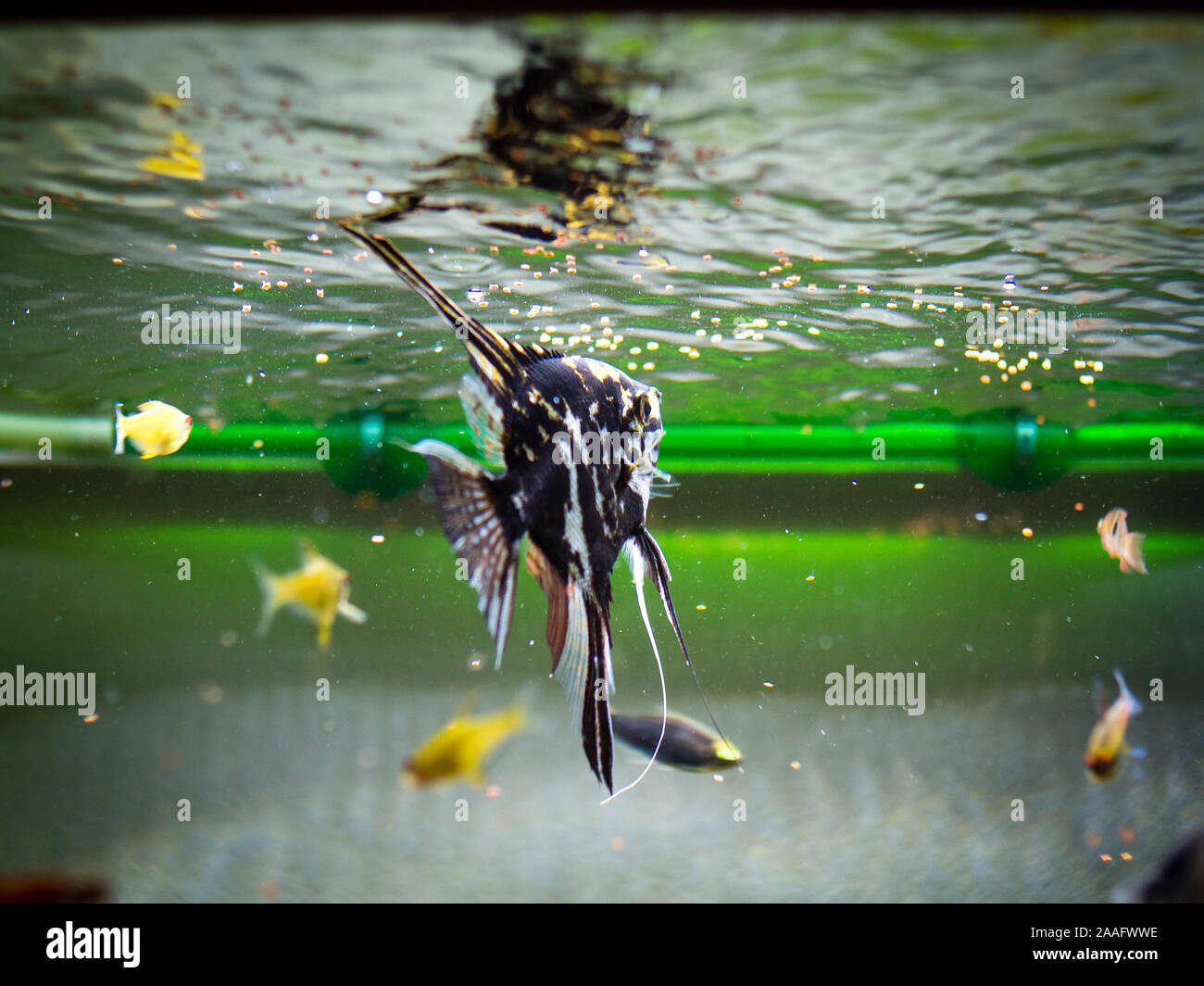 tropical fishes eating in a fish tank Stock Photo