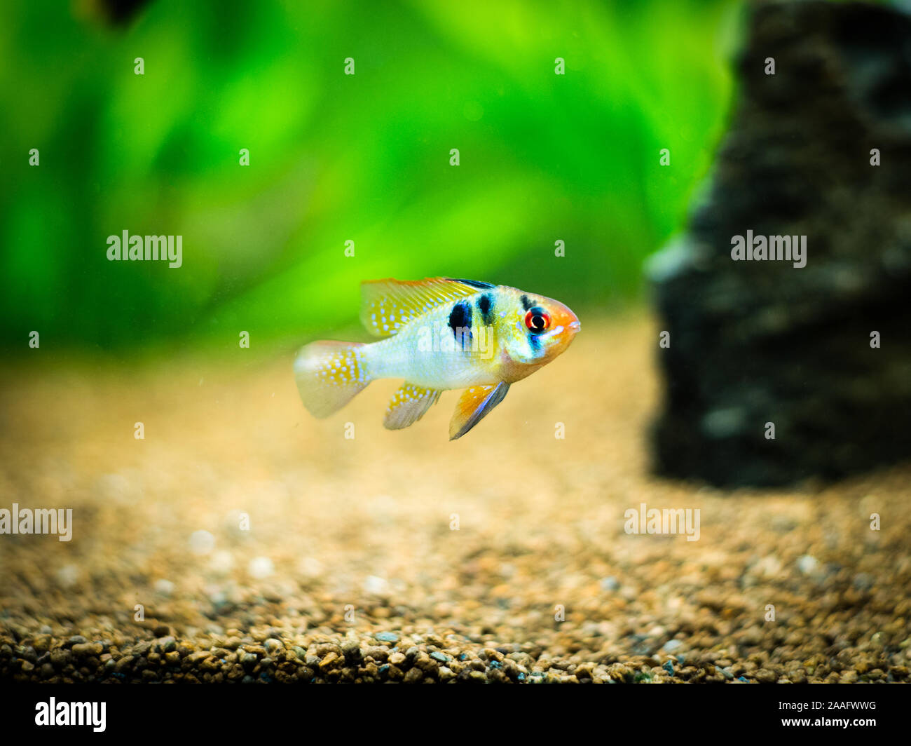 ram cichlid (Mikrogeophagus ramirezi) in a fish tank Stock Photo