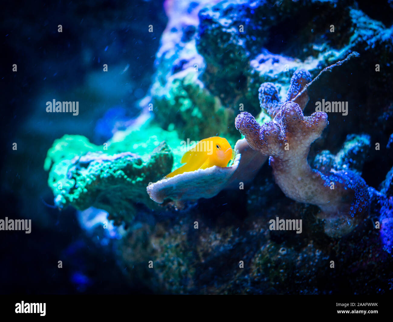 gobiodon okinawae over a coral in a reef aquarium Stock Photo