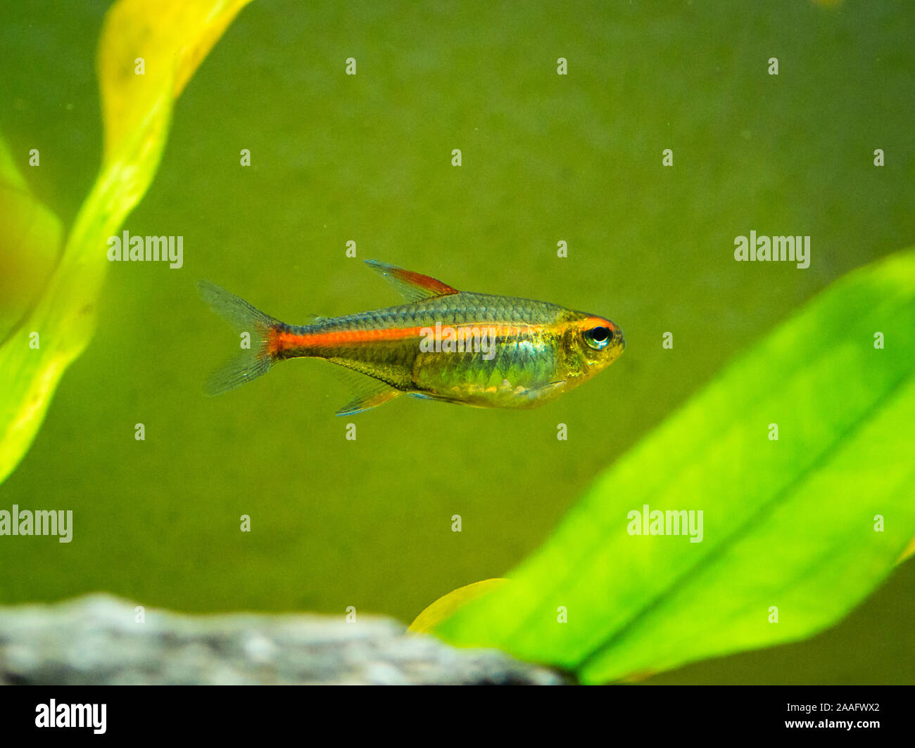 tetra growlight (Hemigrammus Erythrozonus) in a fish tank Stock Photo
