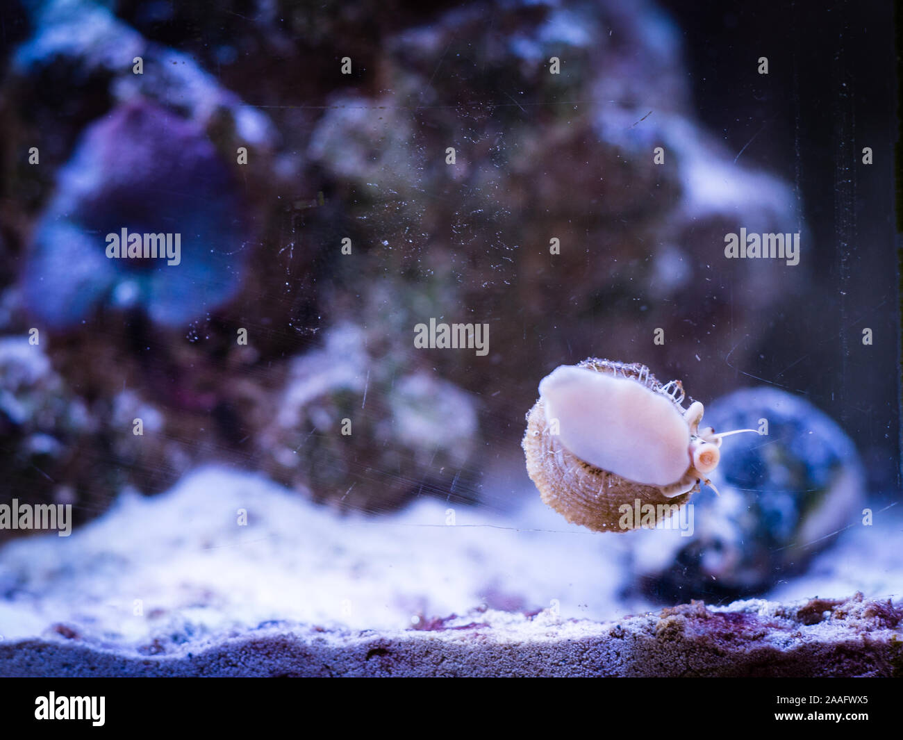 trochus snail eating algae on the glass of an reef aquarium Stock Photo