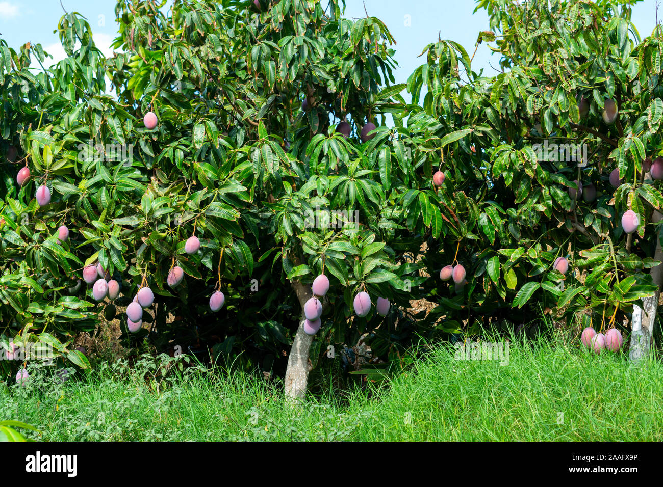 Granada Region Agriculture Hi res Stock Photography And Images Alamy granada-region-agriculture-hi-res-stock-photography-and-images-alamy