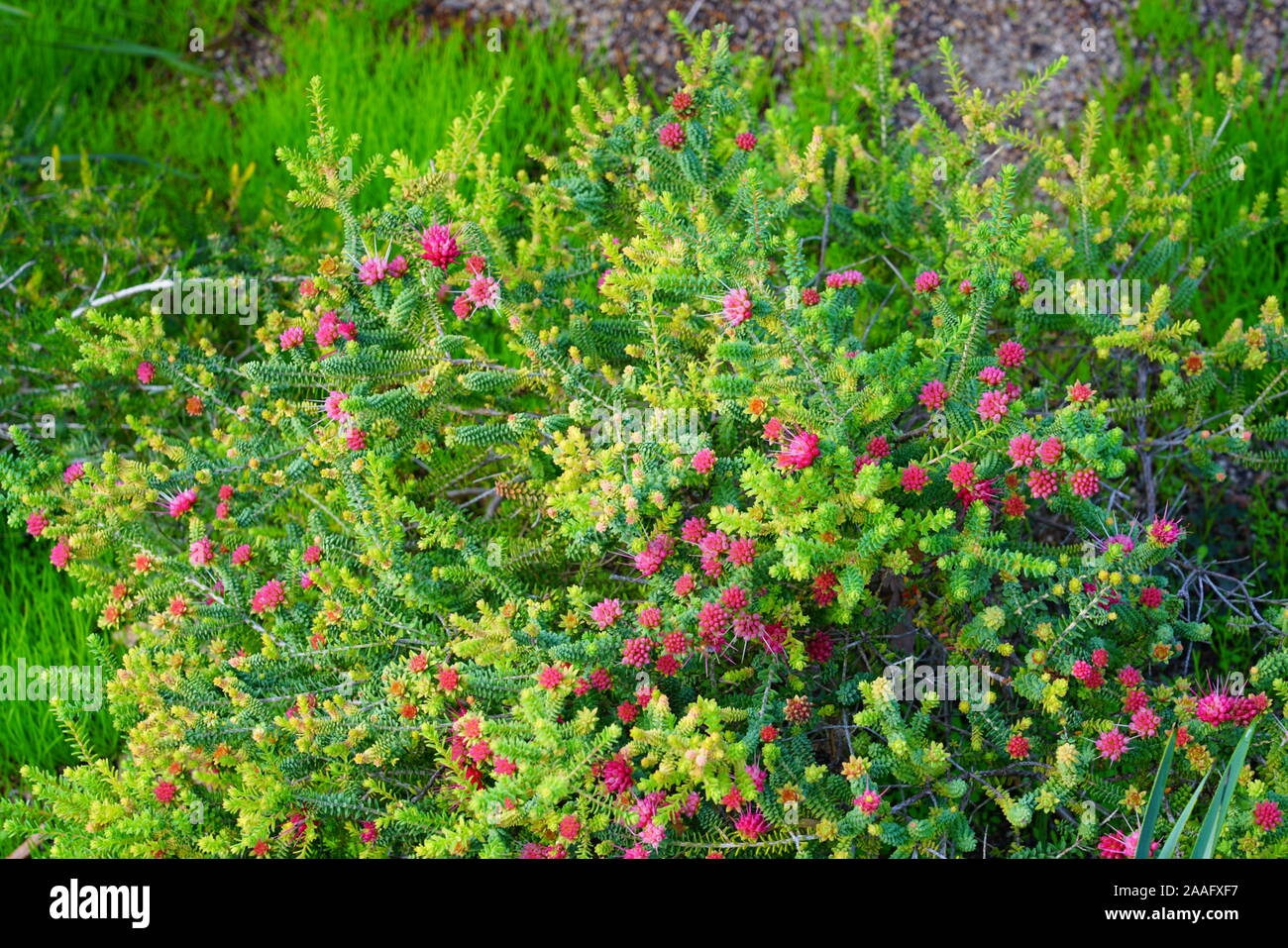 View of a pink Darwinia oldfieldii flower in Australia Stock Photo