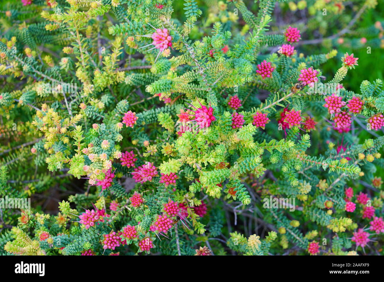 View of a pink Darwinia oldfieldii flower in Australia Stock Photo