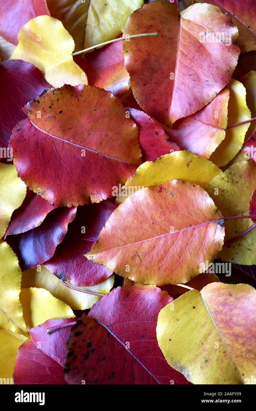 Portrait of a bunch of scattered colorful fall leaves Stock Photo