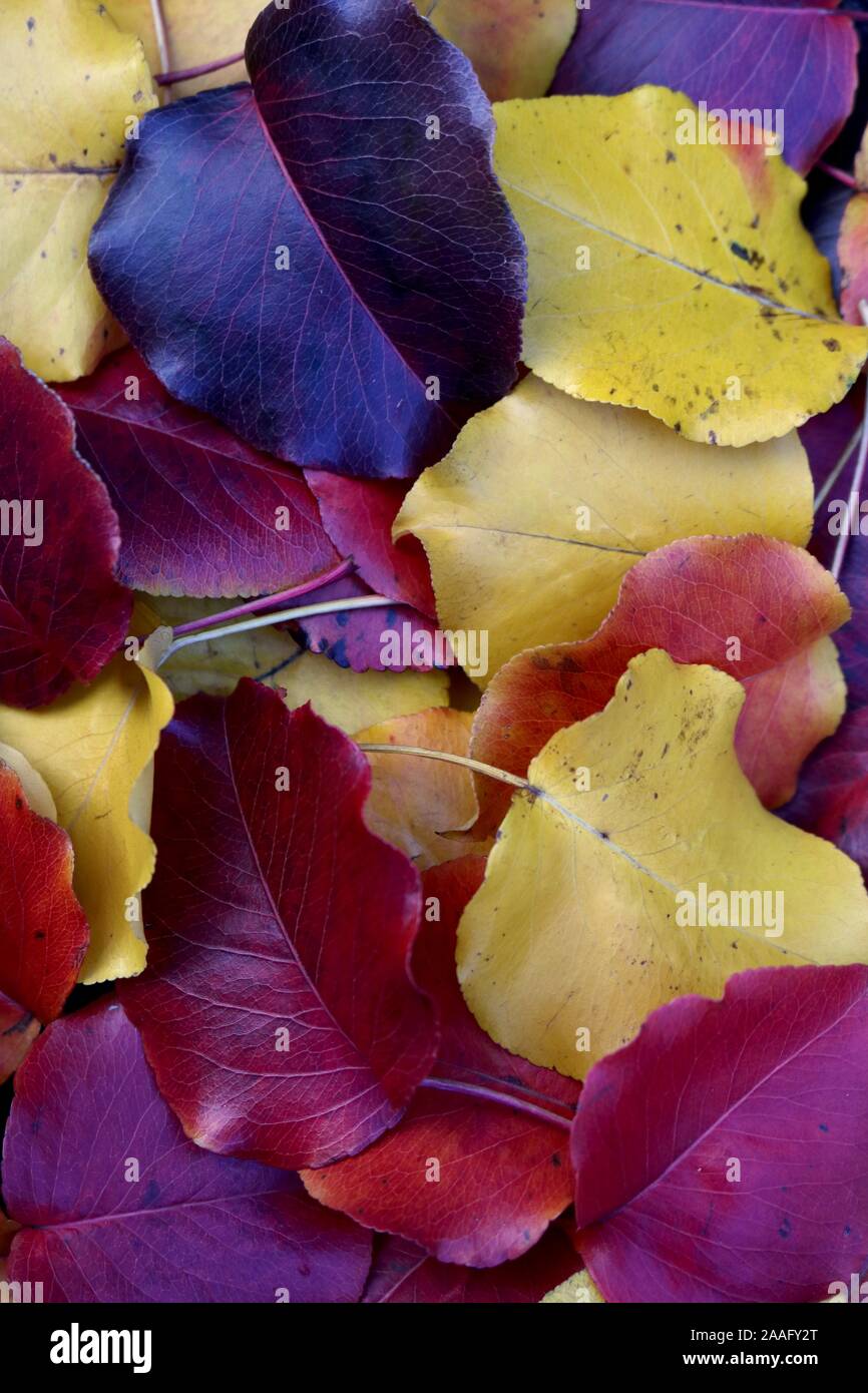 Closeup portrait of colorful fall leaves Stock Photo