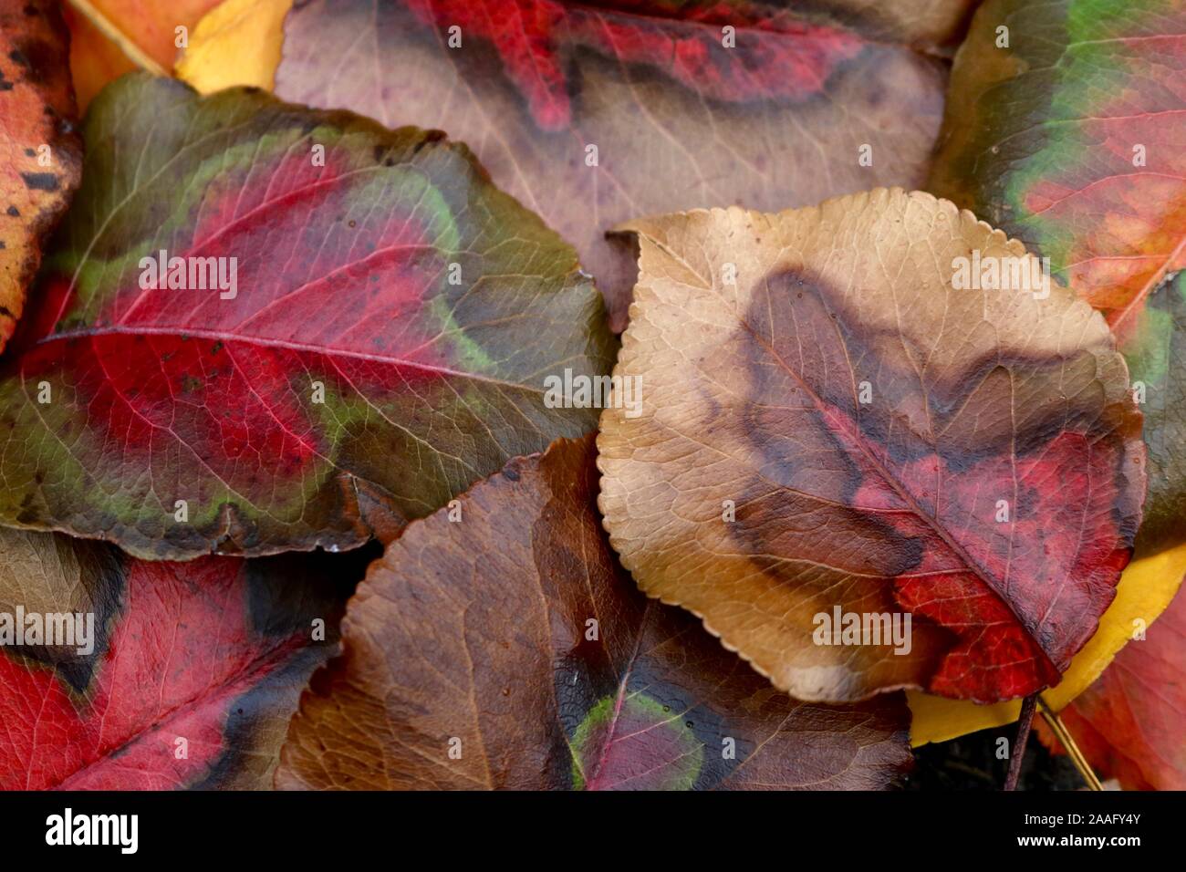 Stunning patterned colorful fall maple leaves Stock Photo