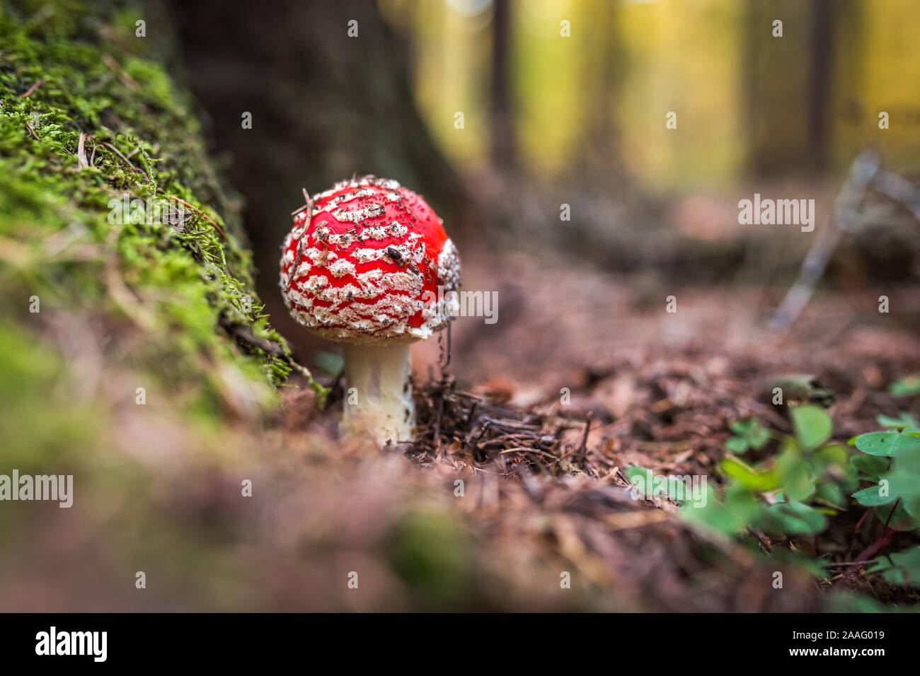 Amanita muscaria, commonly known as the fly agaric or fly amanita, is a basidiomycete of the genus Amanita. Although as poisonous, reports of human Stock Photo