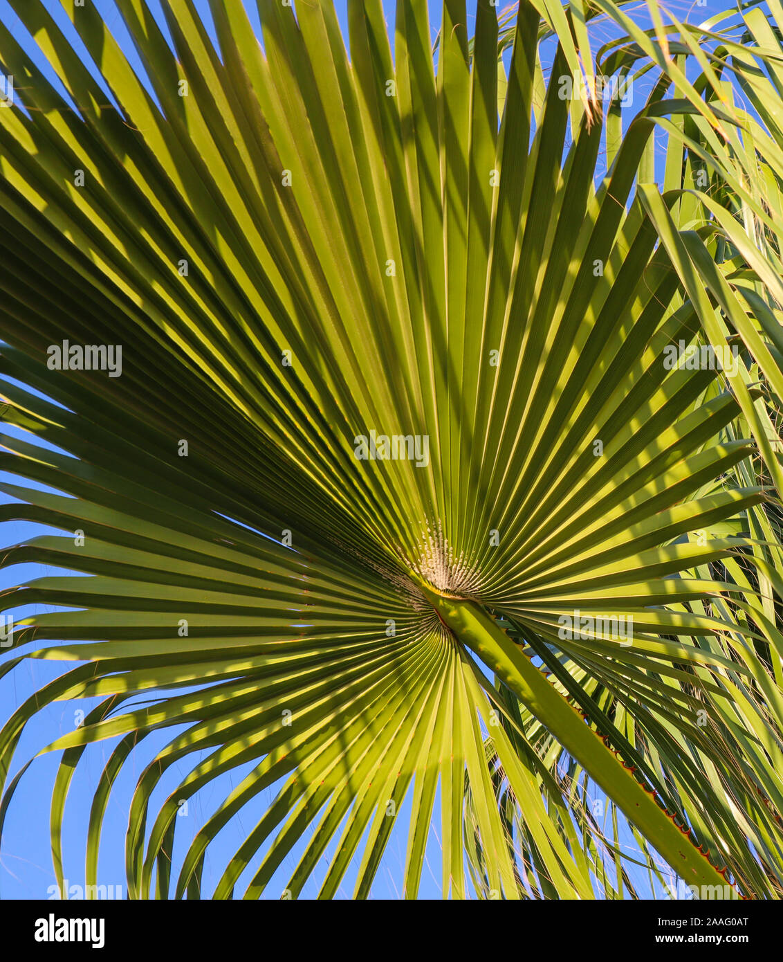 Palm leaf on blue sky background Stock Photo - Alamy