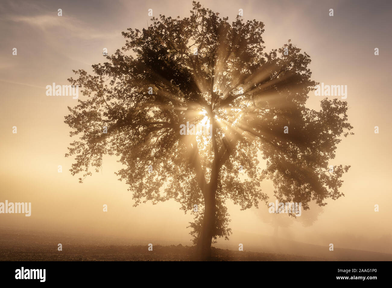 Single tree in the fog Stock Photo - Alamy