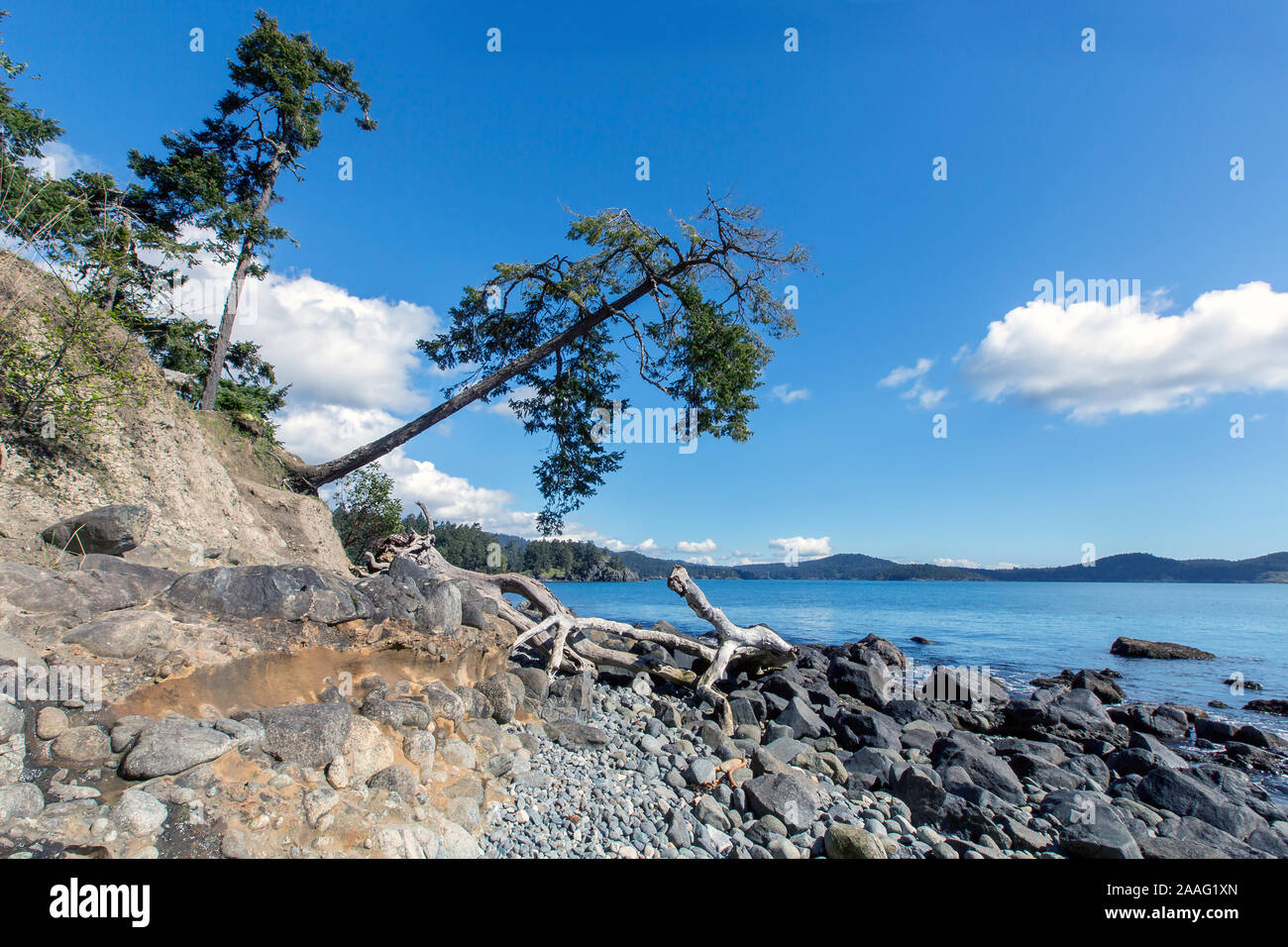 Big tilted tree hi-res stock photography and images - Alamy