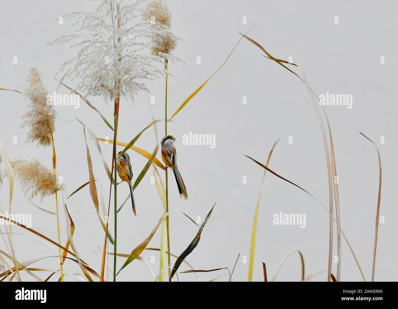 Jinan, China's Shandong Province. 21st Nov, 2019. Two reed parrotbills perch on stalks at Queshan reservoir in Tianqiao District of Jinan, east China's Shandong Province, Nov. 21, 2019. Credit: Zhang Rufeng/Xinhua/Alamy Live News Stock Photo