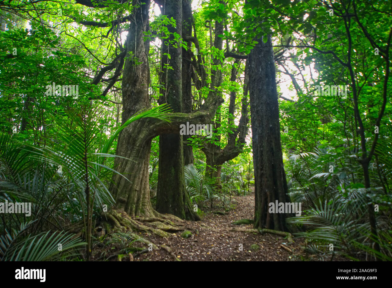 Dark mysterious pathway hi-res stock photography and images - Alamy