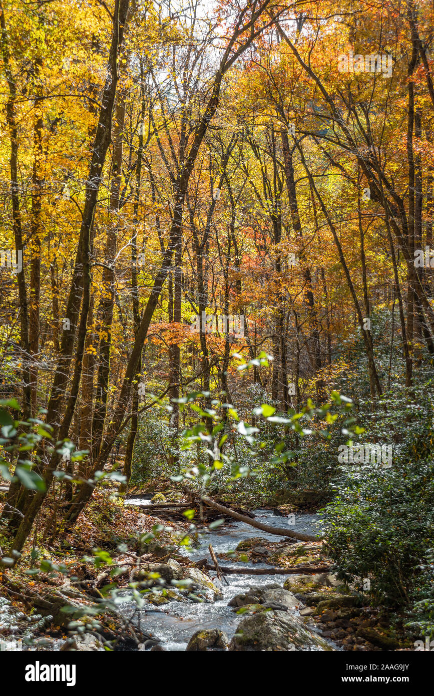 The vibrant color of autumn along Smith Creek, just downstream of Anna Ruby Falls in Helen, Georgia. (USA) Stock Photo