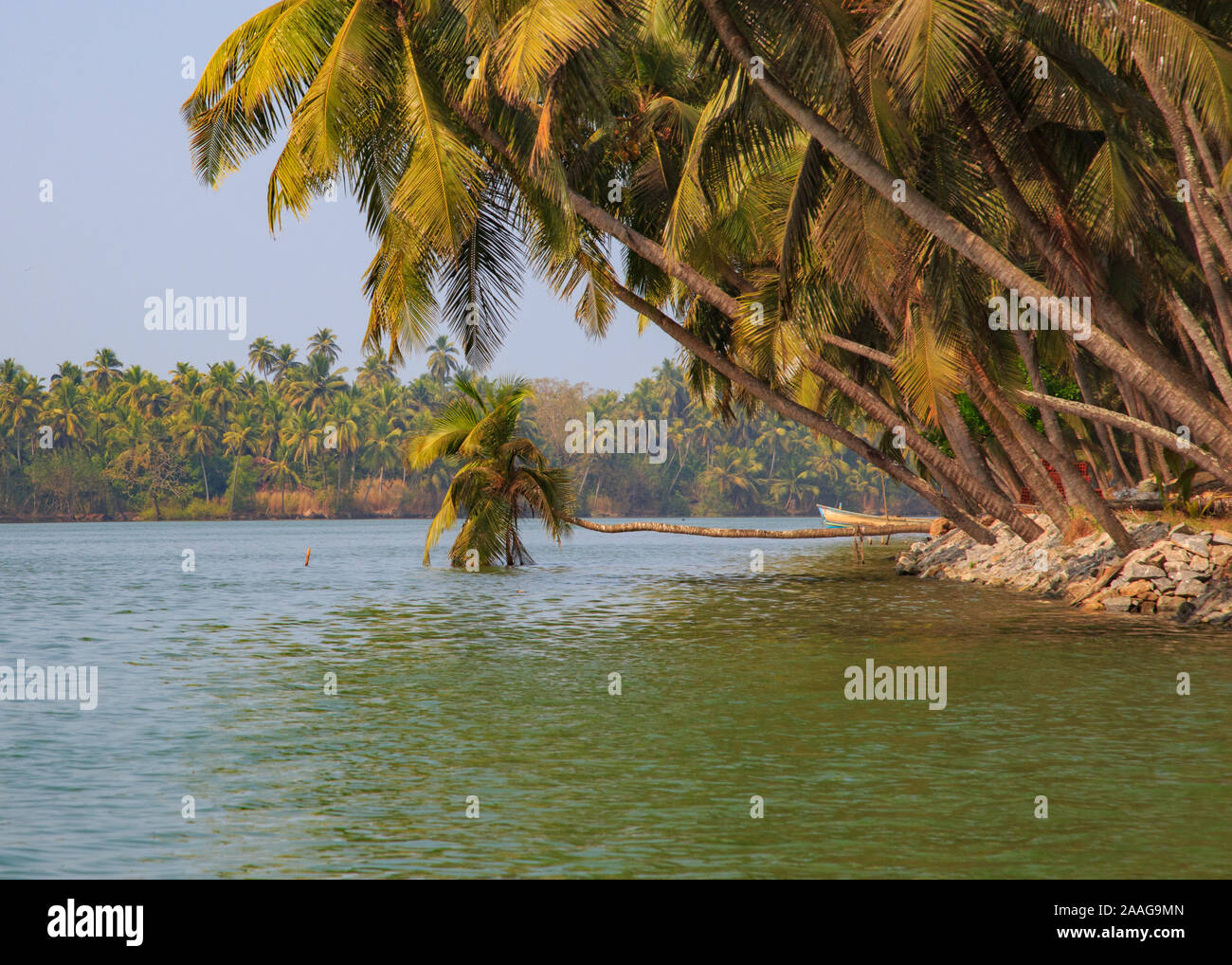 A coconut tree growing horizontally photographed at the bank of