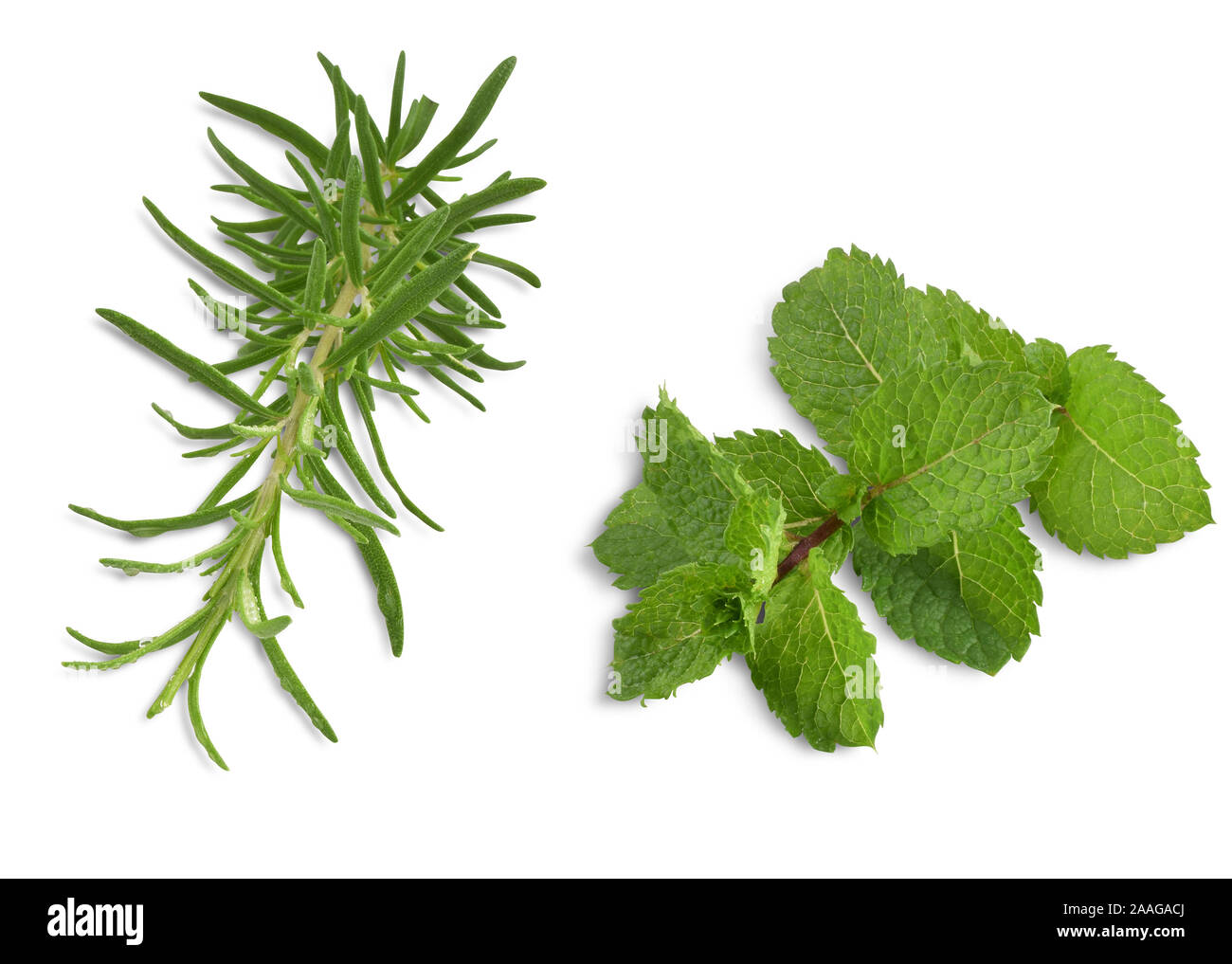 Fresh Rosemary and Peppermint Leaves Isolated on White Background with Clipping Path. Stock Photo