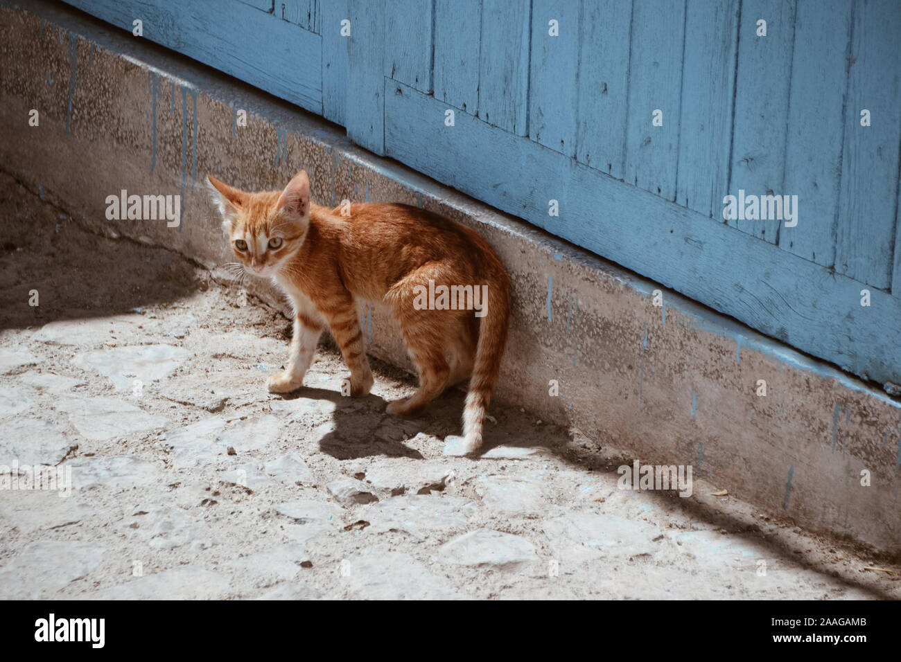 Cat in the street Stock Photo - Alamy