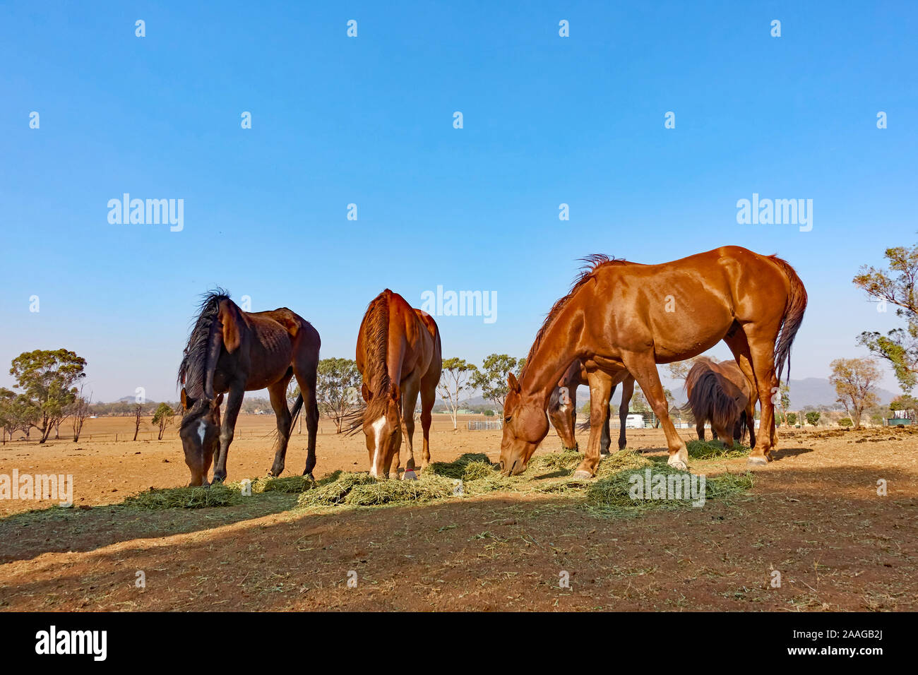 Feeding on lucerne hay hires stock photography and images Alamy