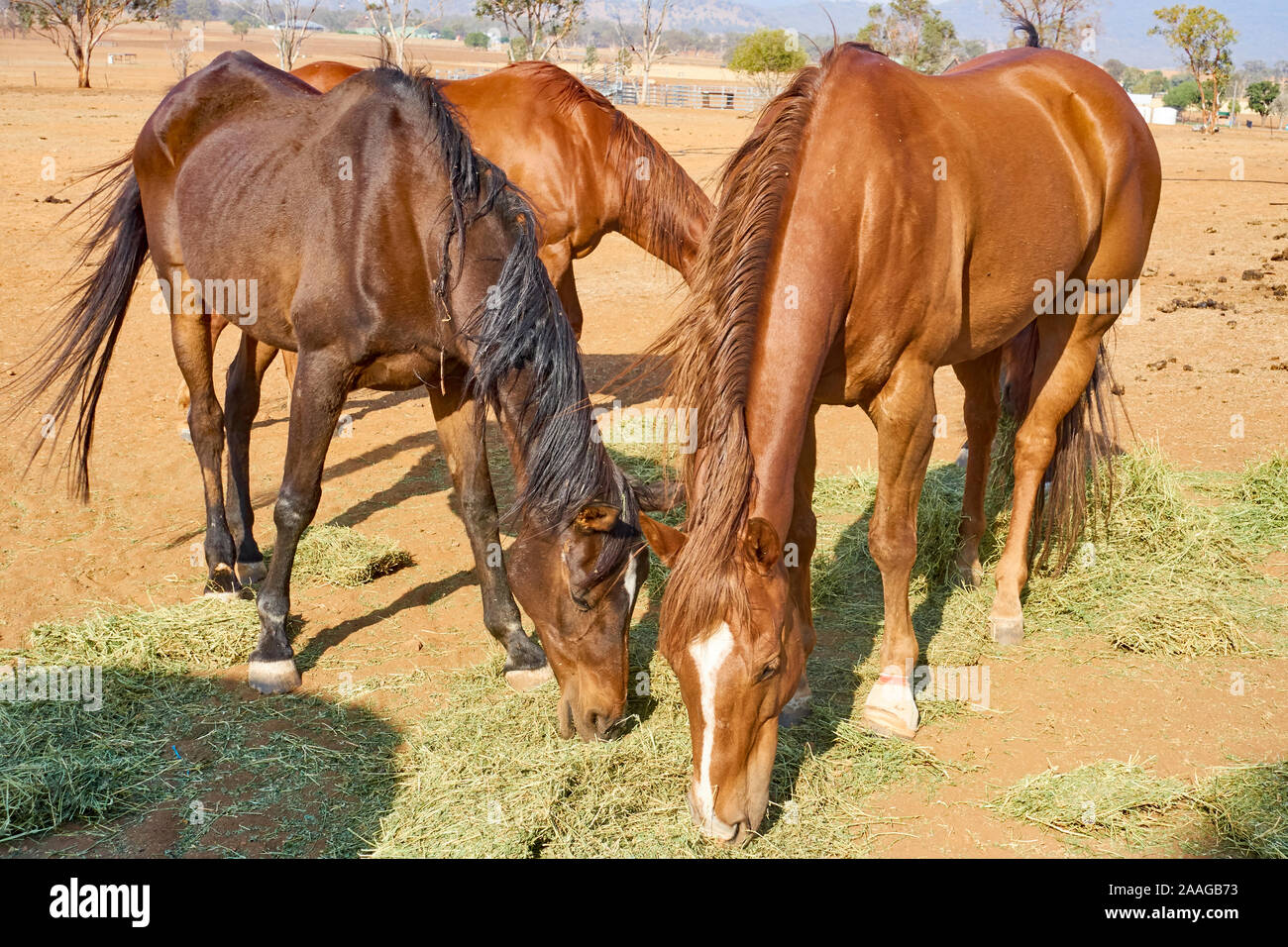 Horses eating hay during a drought at the farm. Stock Photo