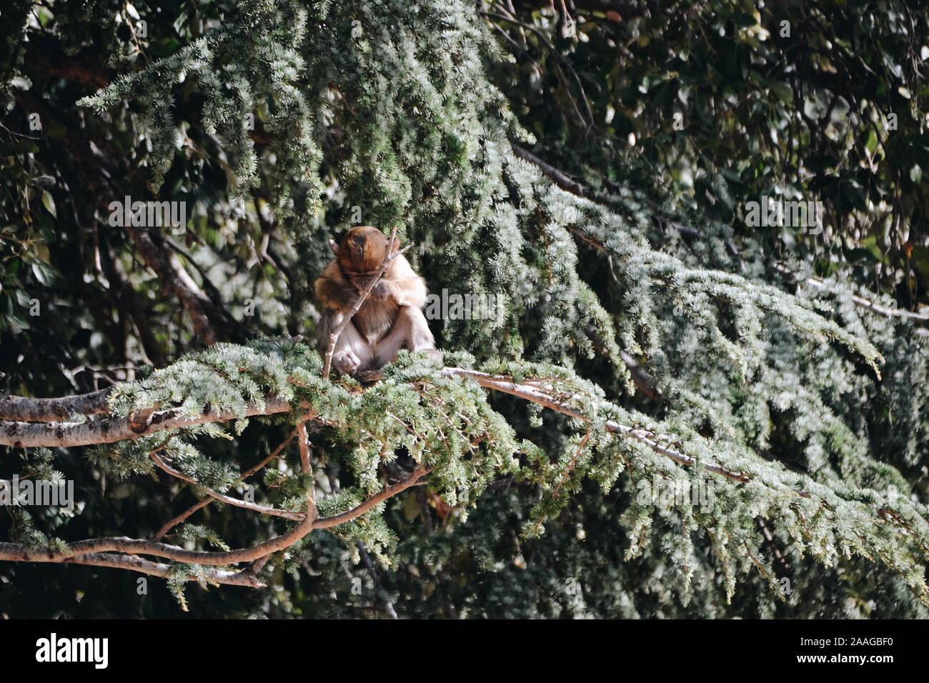 Barbary macaque resting in a tree at Azrou Stock Photo