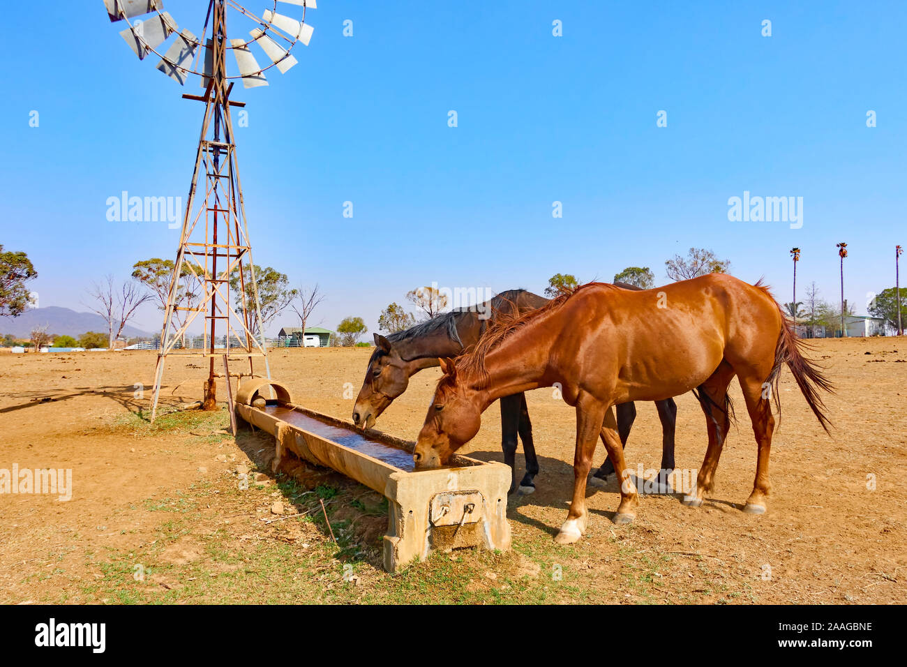 Two horses drinking at a water trough Stock Photo Alamy