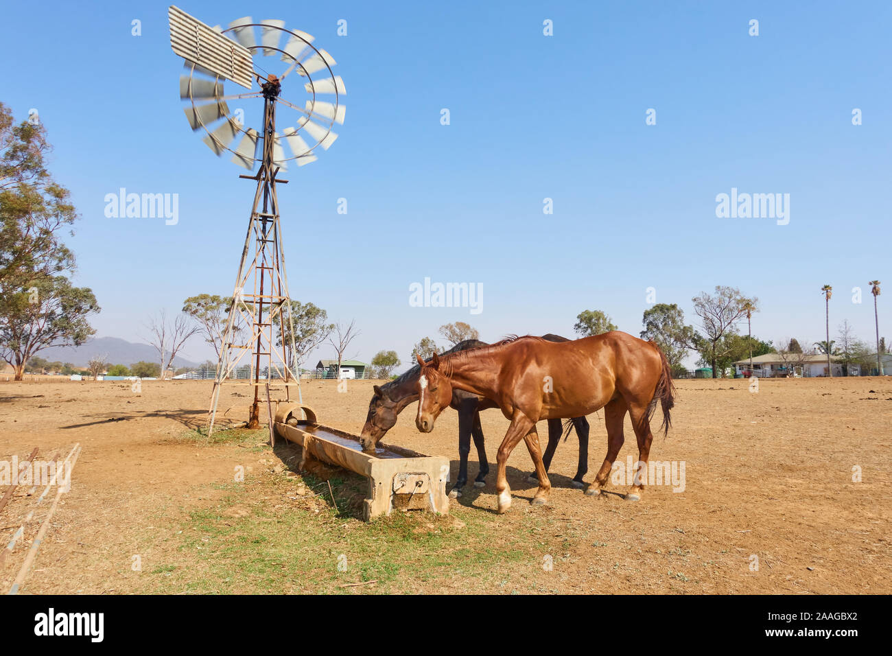 Two farm horses having a drink on a sunny spring morning during a drought. Stock Photo