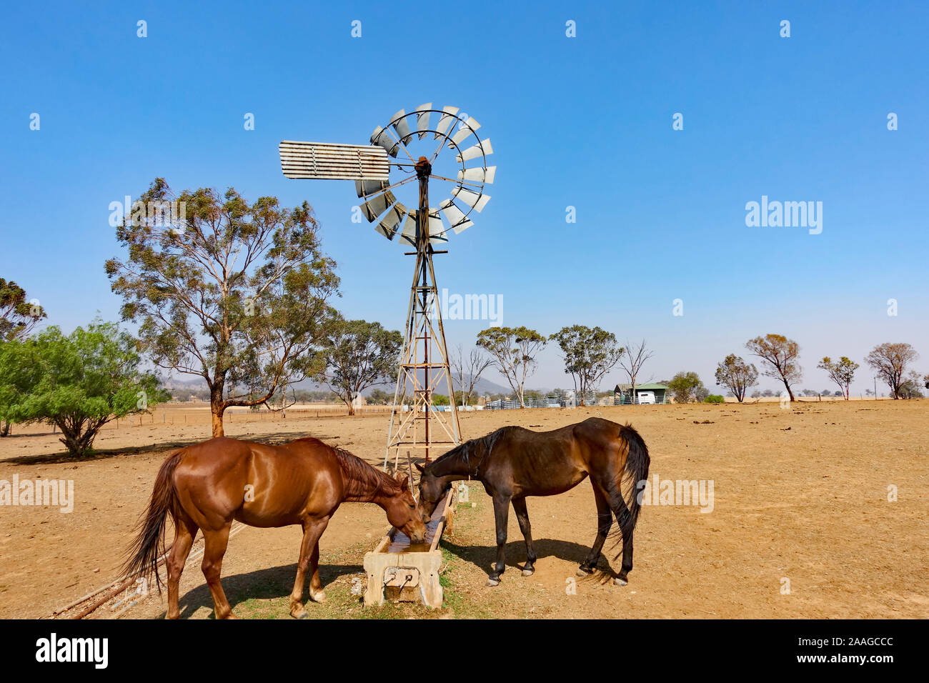 Two farm horses drinking at a windmill fed water trough. Stock Photo