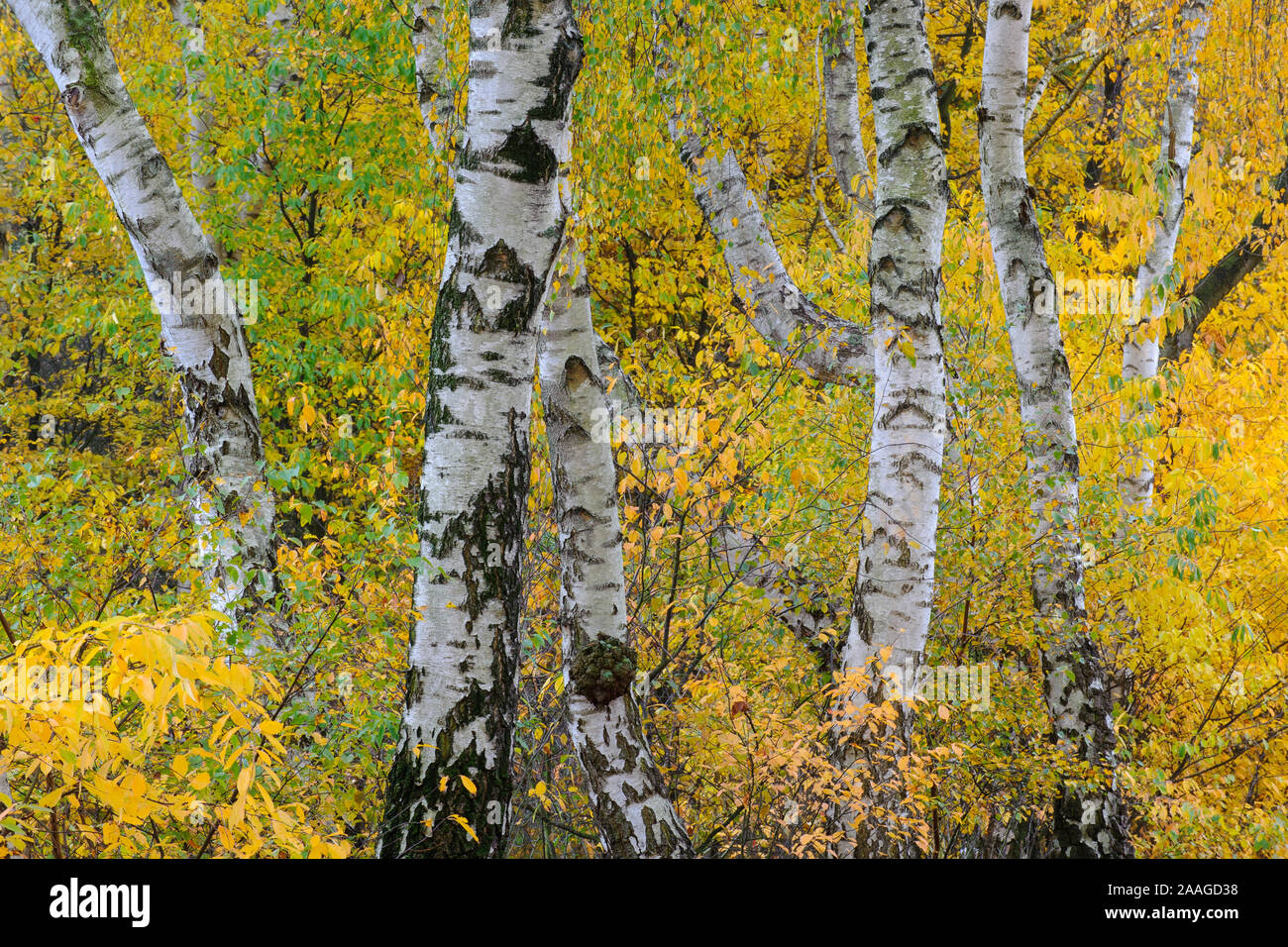 Birken im Herbst Stock Photo - Alamy