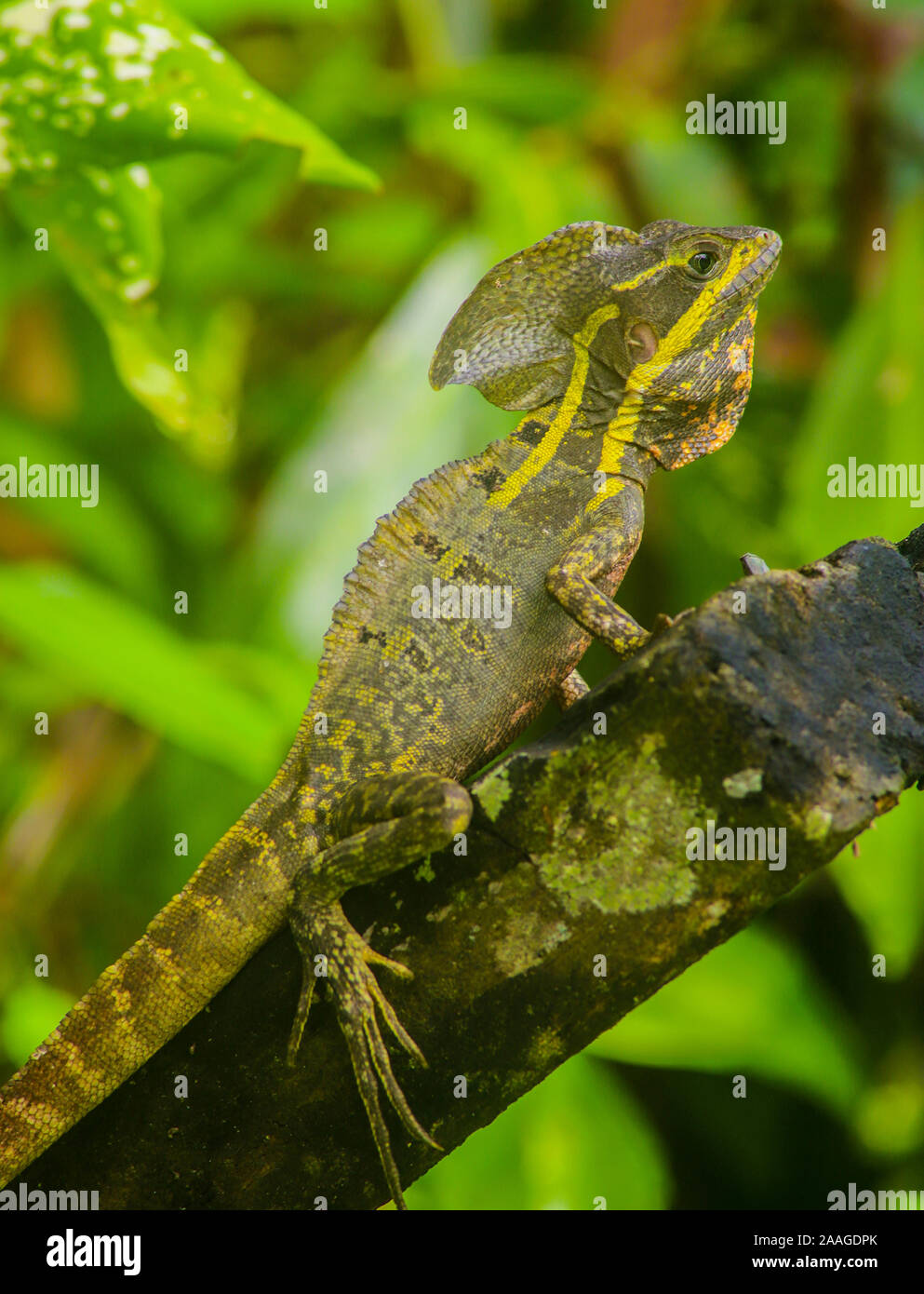 Basilisco, Especie de reptil que habita en la eserva de vida silvestre Los Guatusos, Suroeste de Nicaragua. Stock Photo